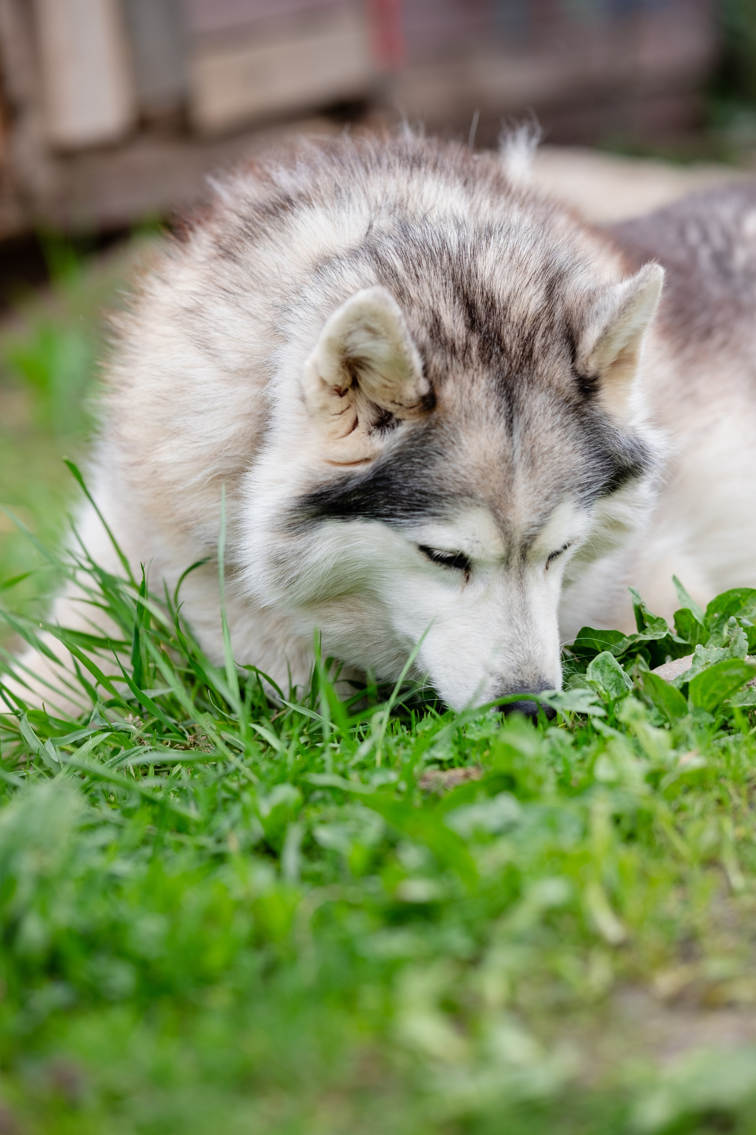 Приют Хаски. KRUTOVA_фотографирую жизнь