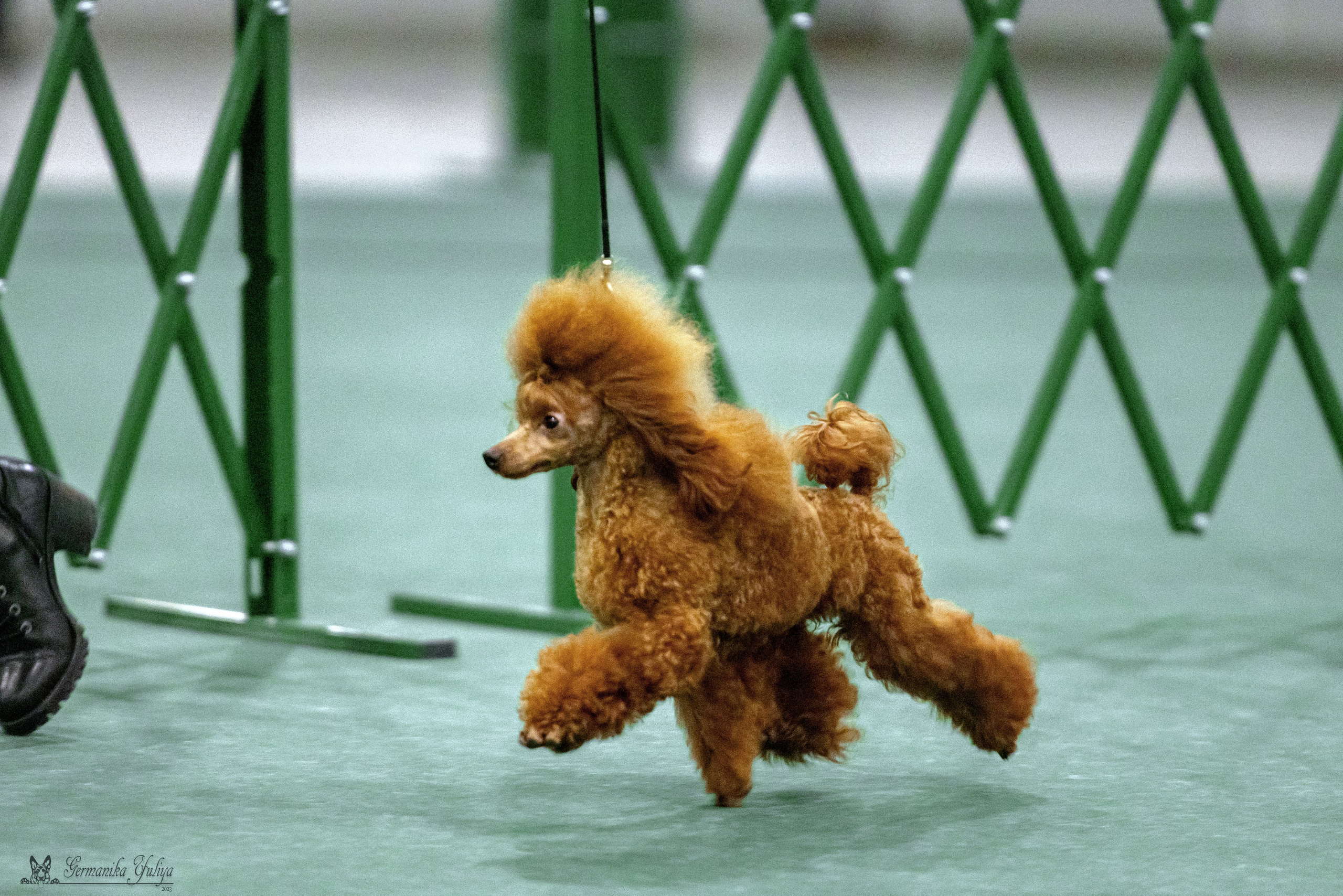 Крокус 3,9 и 10.12.2023. Фотограф-анималист Юлия Германика