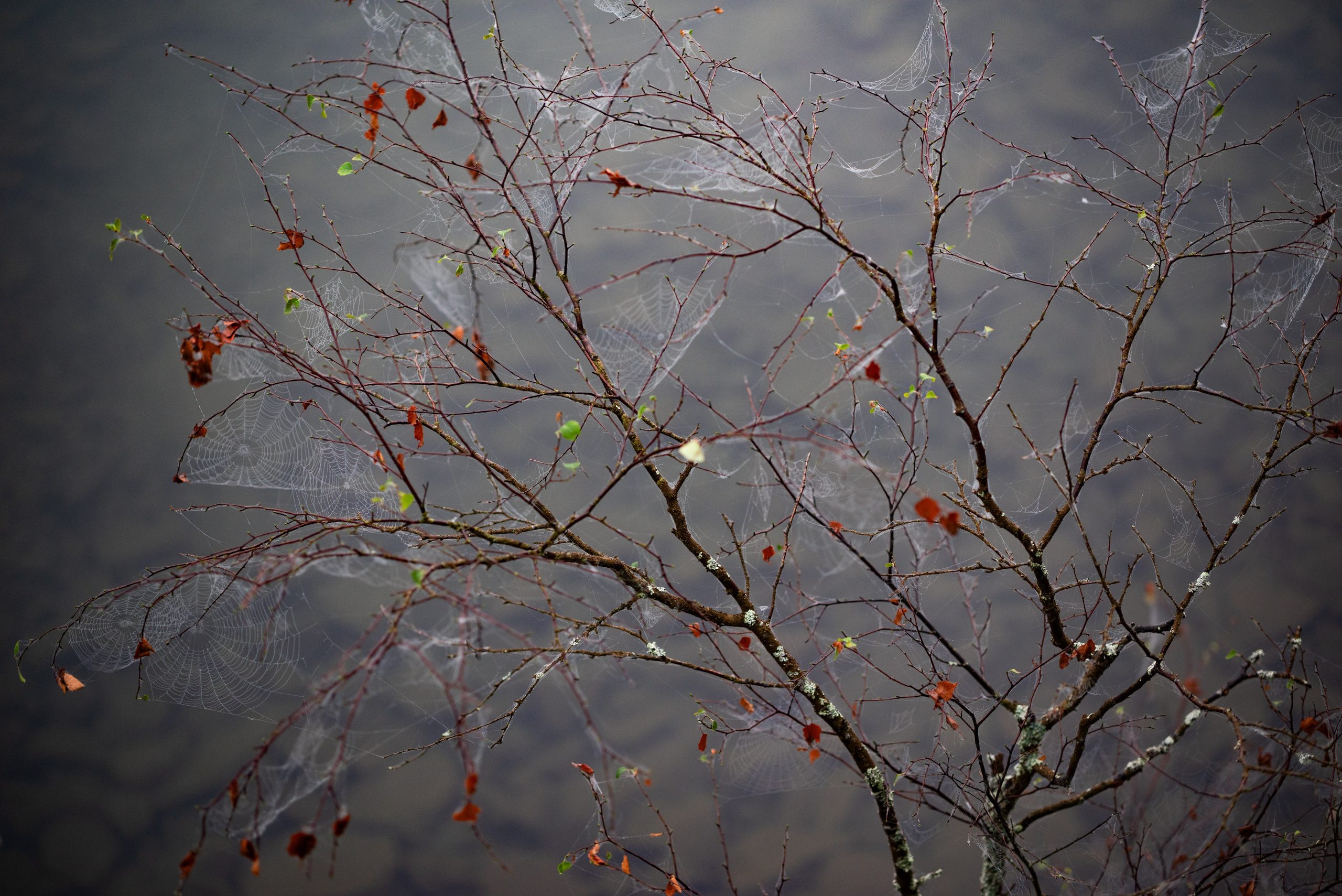 Осень на 85DFA*. Портретный фотограф Денис Милютин