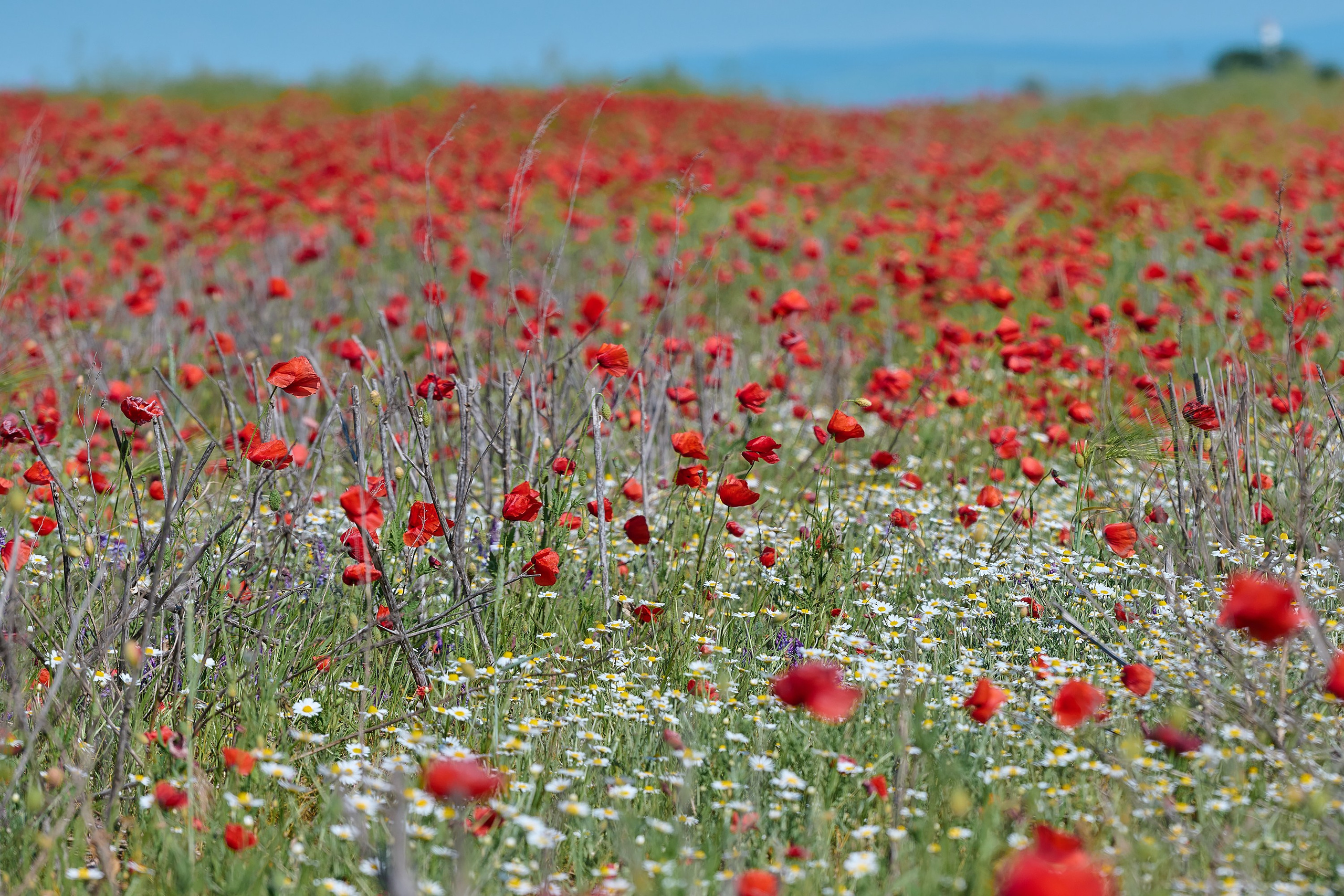 станица Благовещенская, Краснодарский край, красные маки