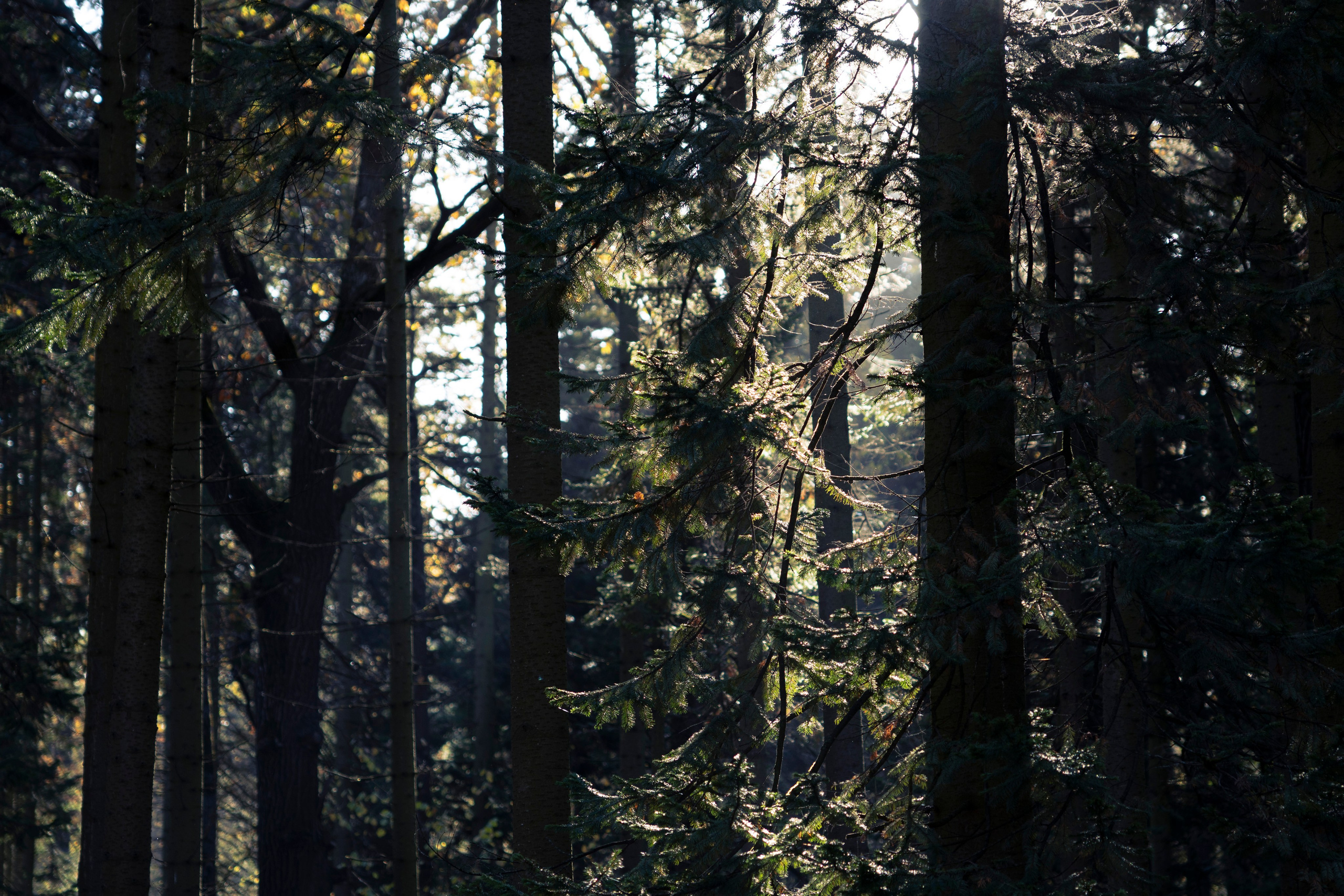 Разное неважное. Фотограф в Москве Алейникова Евгения
