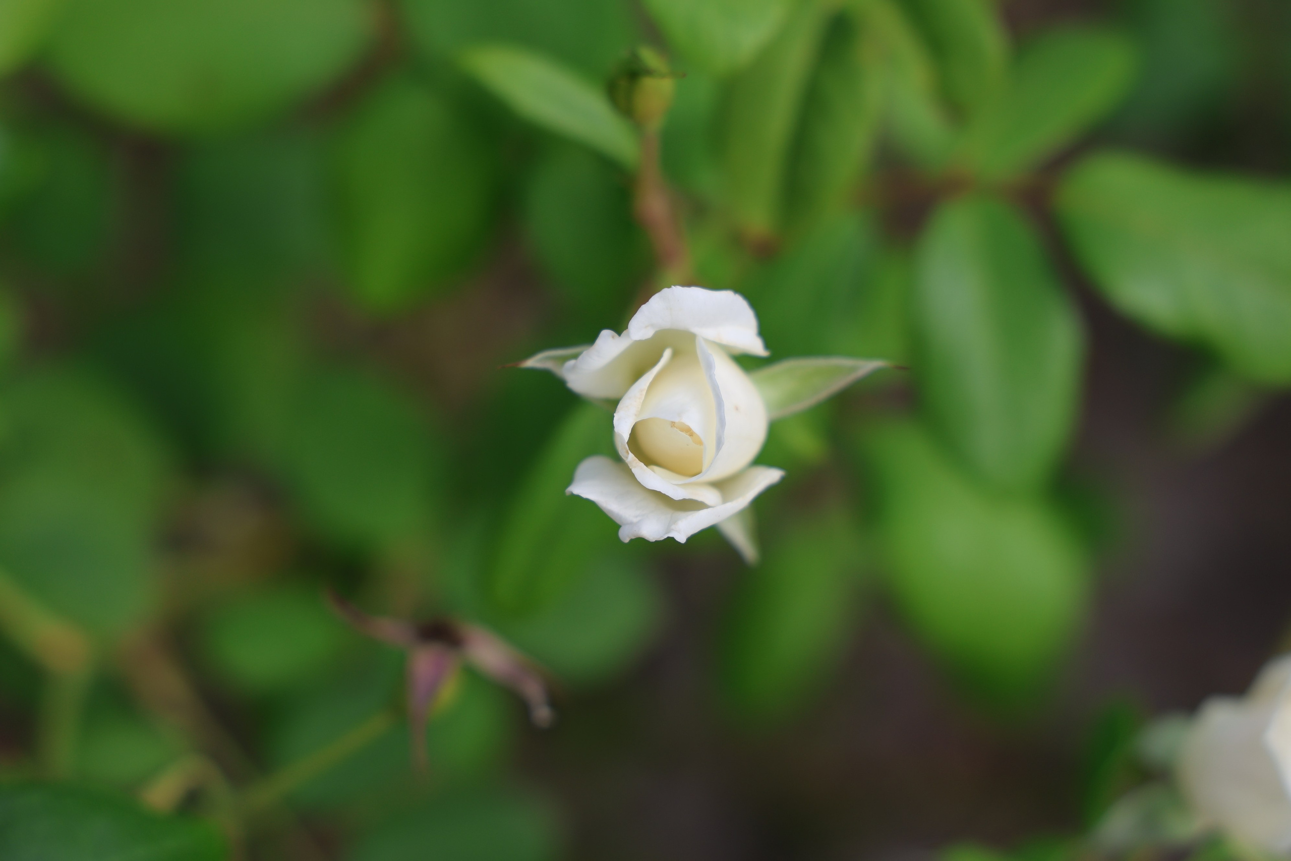 Ставрополец — Оздоровительный пансионат | с. Широкая Балка г. Новороссийск