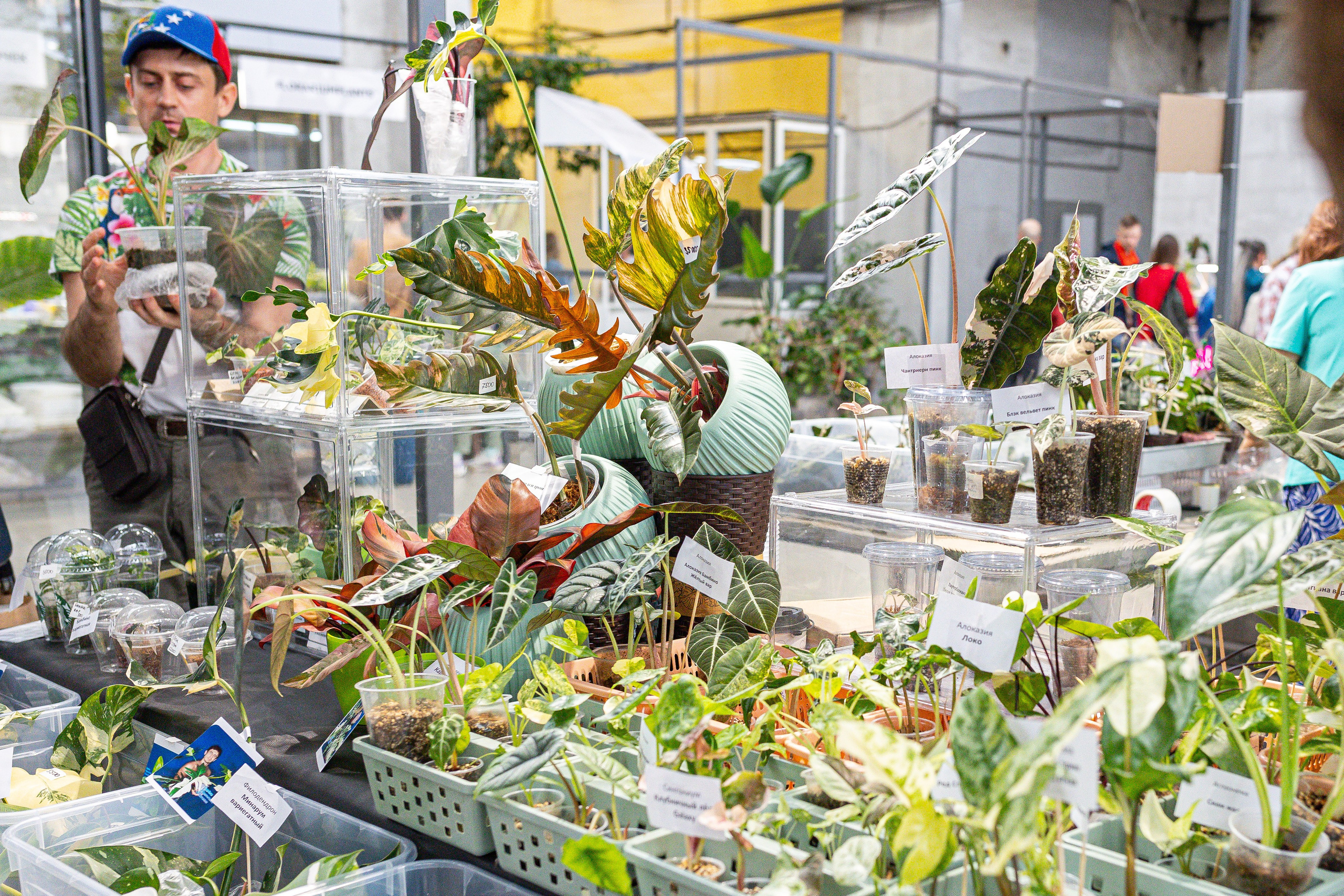 Green rare июнь 2025. Александра Куликова фотограф, Москва