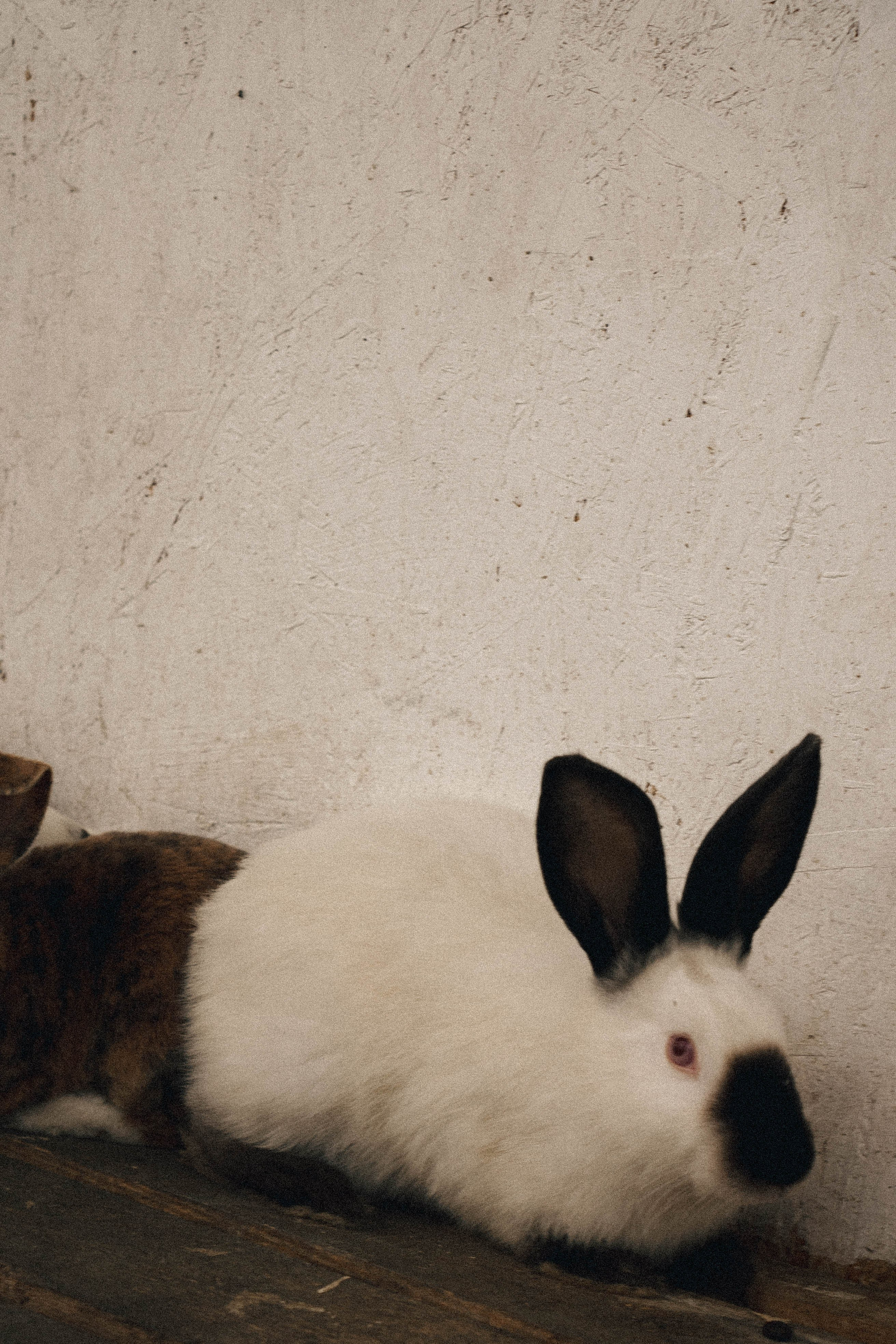 Ферма Альпак. Профессиональный фотограф, Санкт-Петербург — Виктория Богомолова