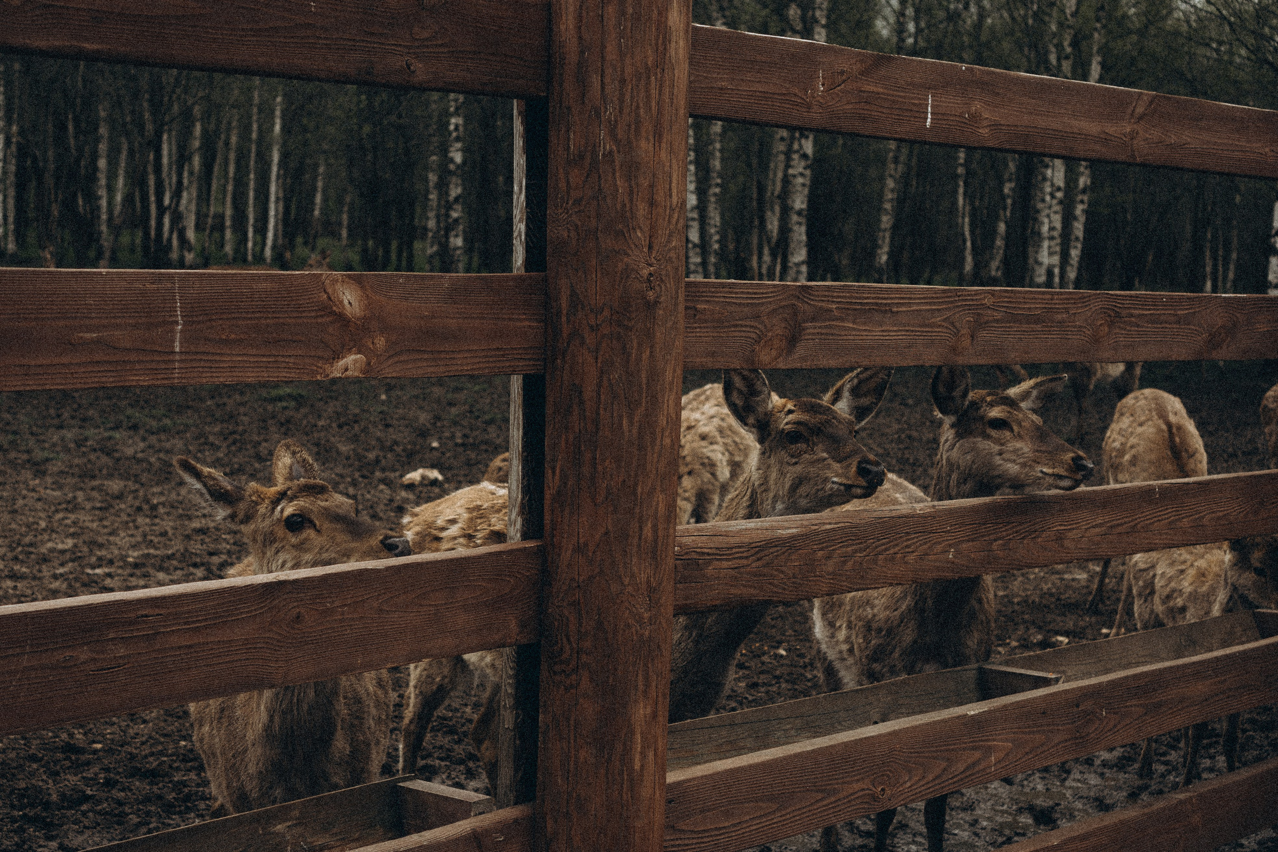 ОЛЕНЬЯ ФЕРМА В ТВЕРИ. Профессиональный фотограф, Санкт-Петербург — Виктория Богомолова