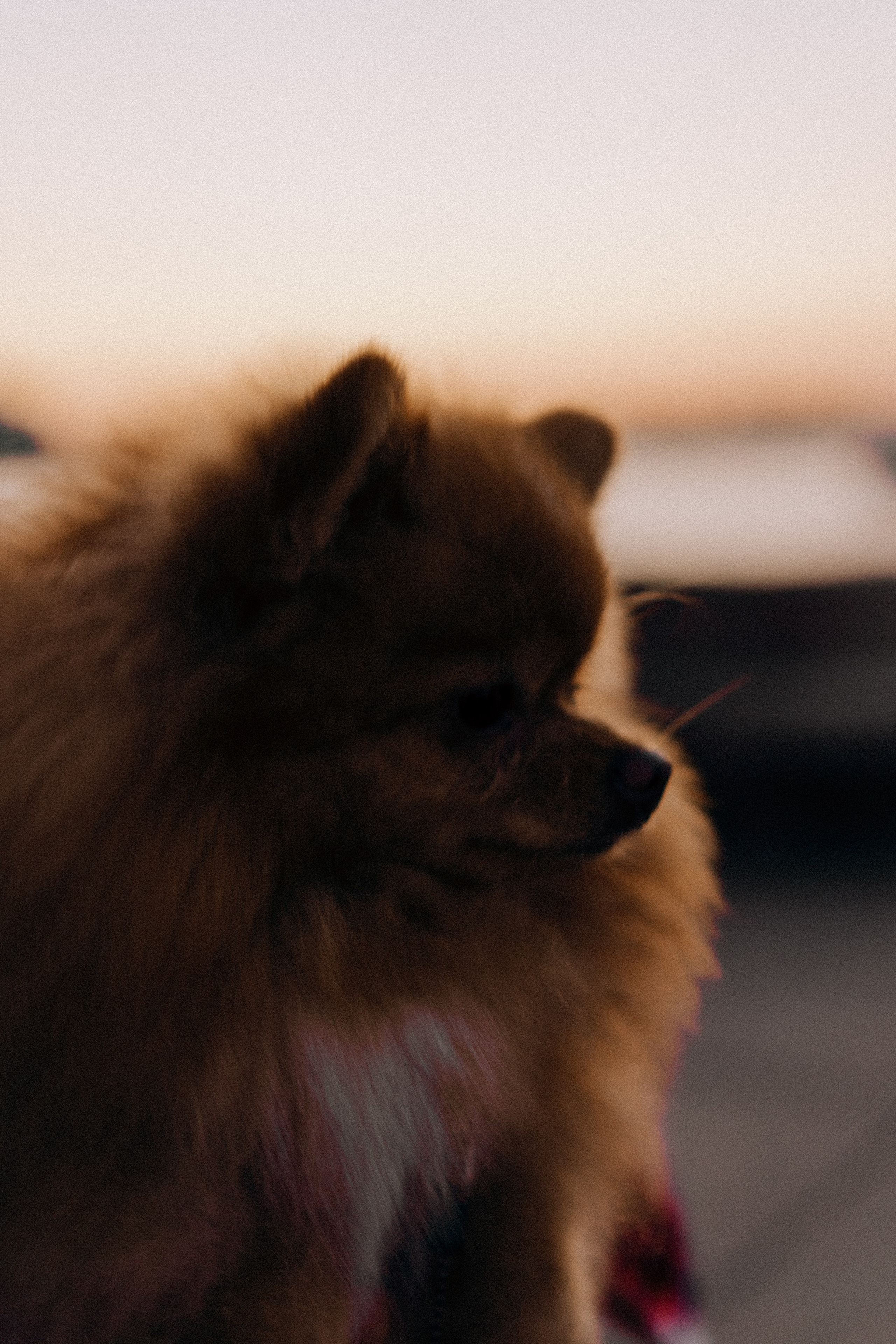 РАССВЕТНАЯ ИСТОРИЯ. Профессиональный фотограф, Санкт-Петербург — Виктория Богомолова