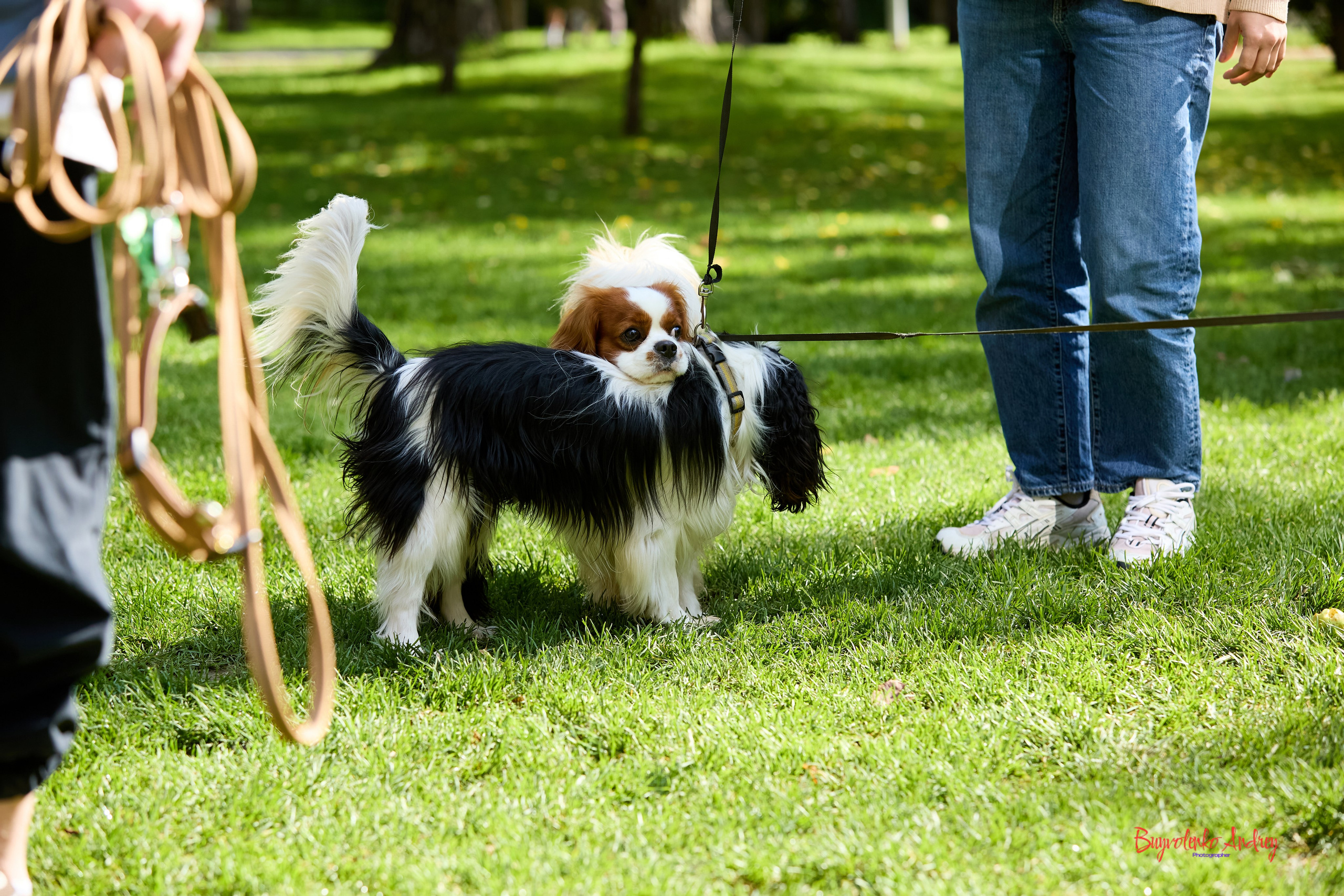 Фотопрогулка с кавалерами. Buyvolenko Andrey