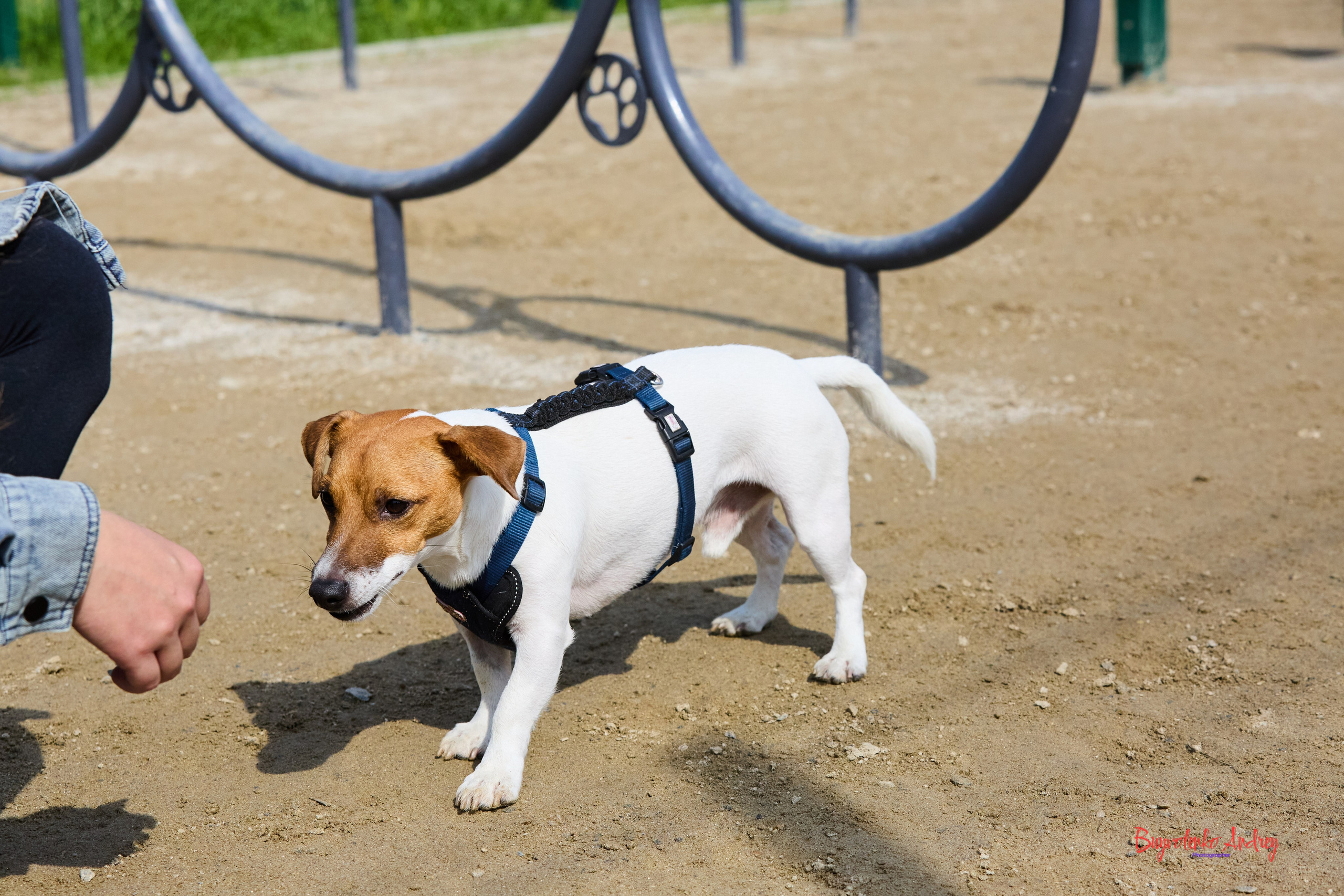 Проект фотопрогулка с хвостиком. Buyvolenko Andrey