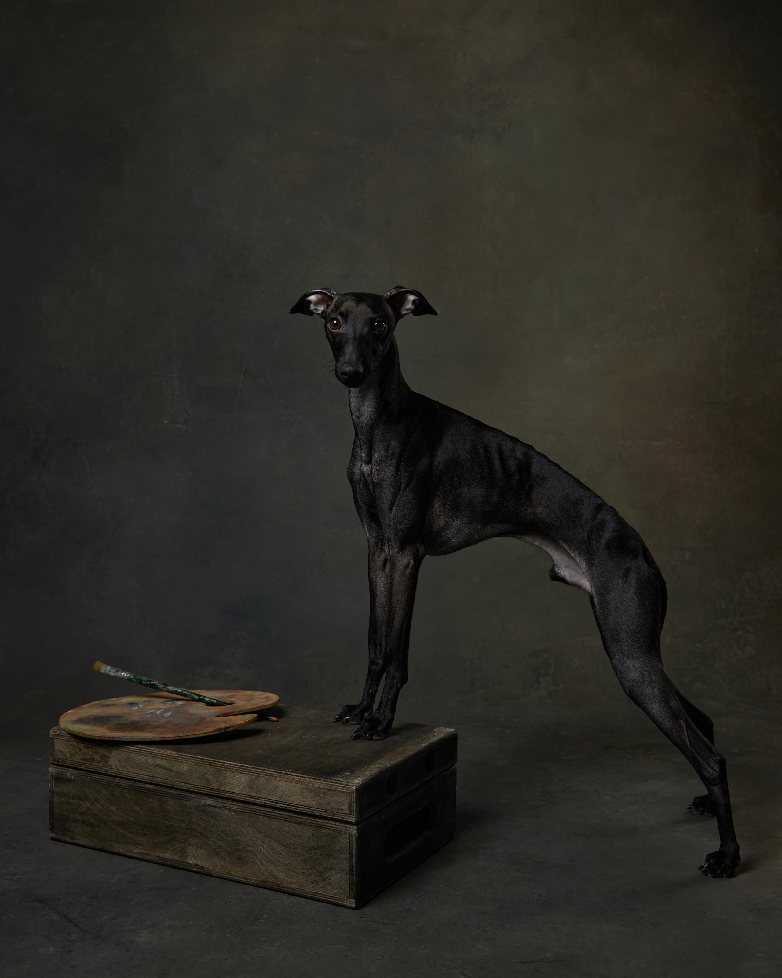 Pets Photography / Фотограф Собак
