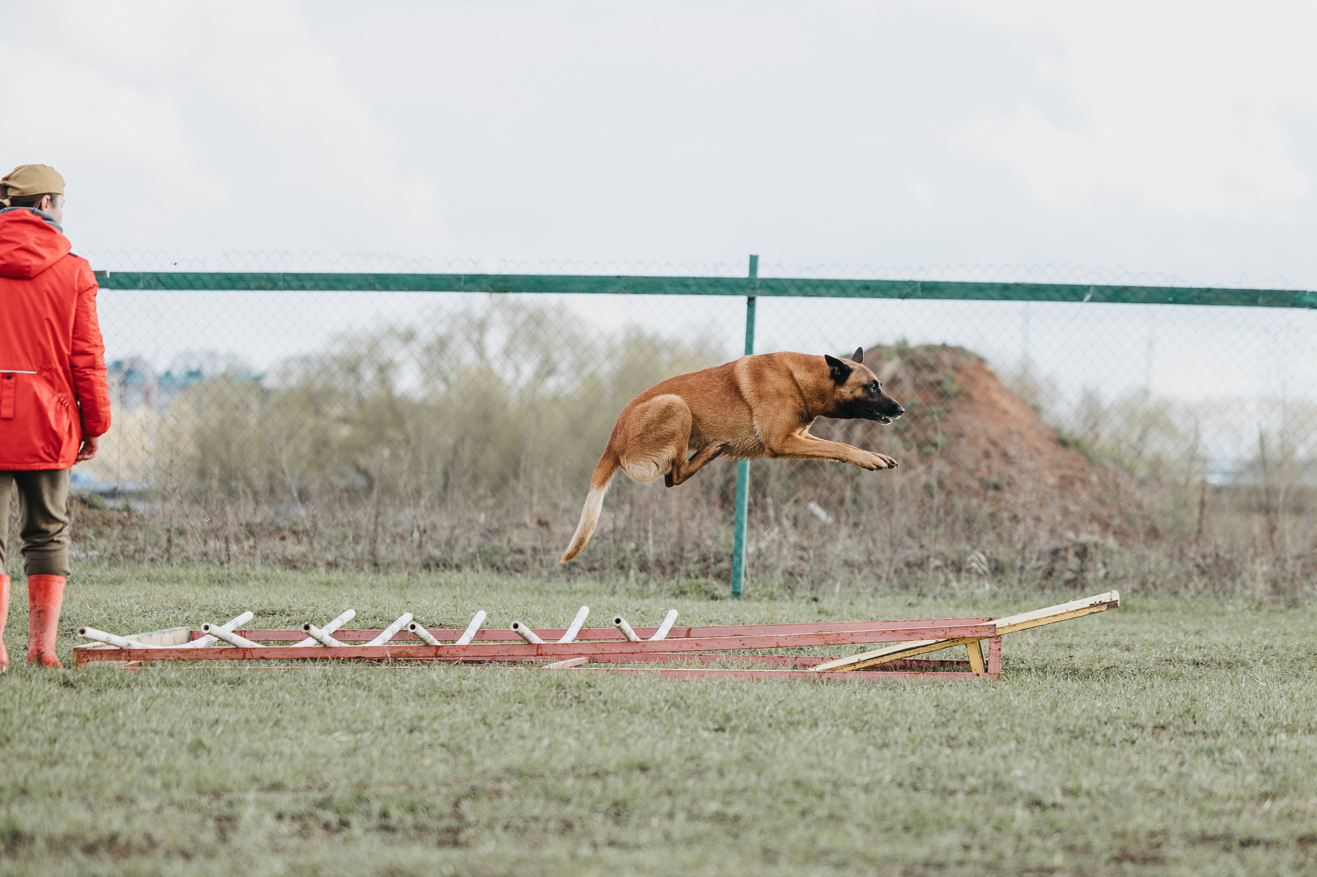 09.05.25 Вологда соревнования. Фотограф-анималист Анна Маринич