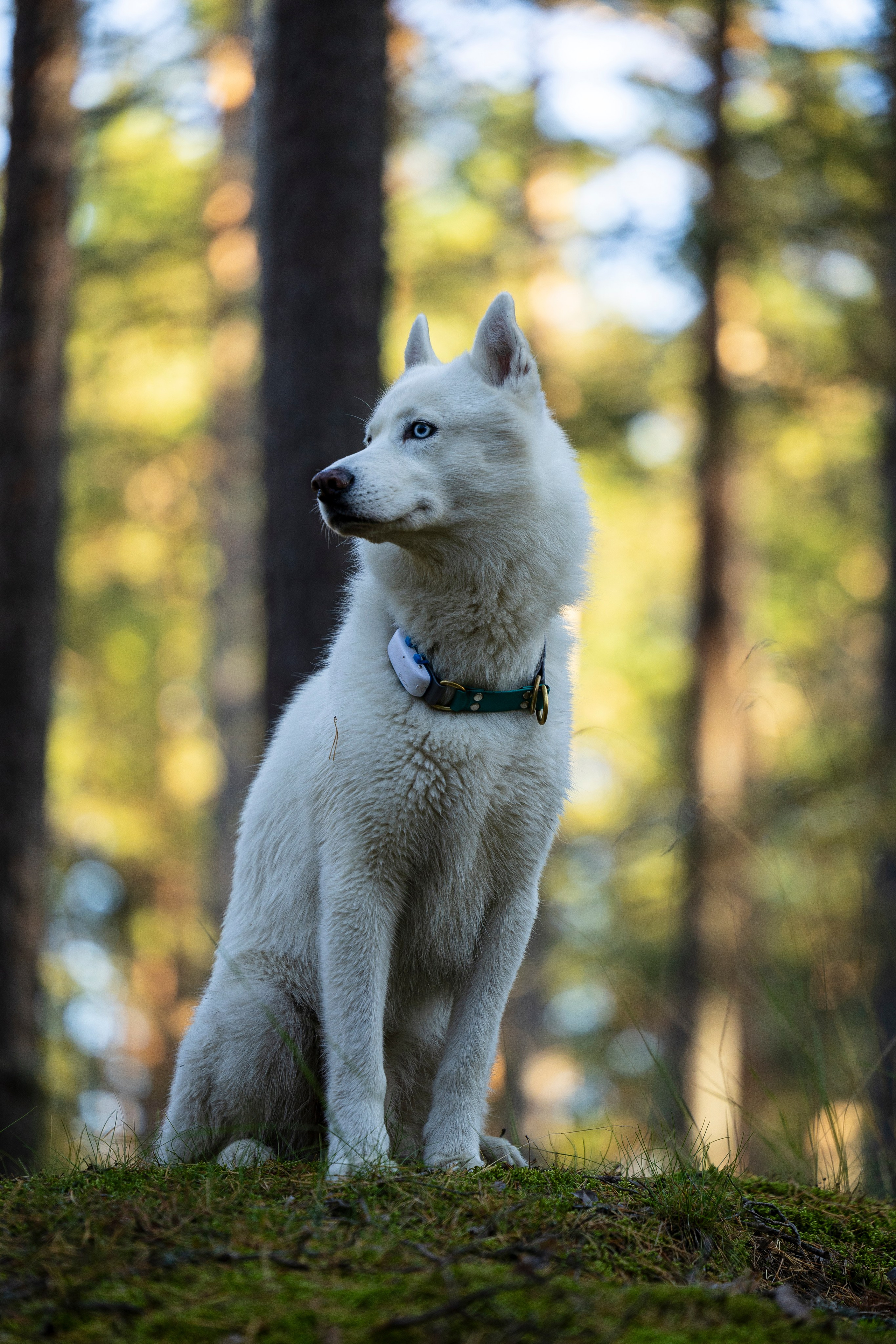 Гаруда и Рейн. Фотограф-анималист Анна Маринич