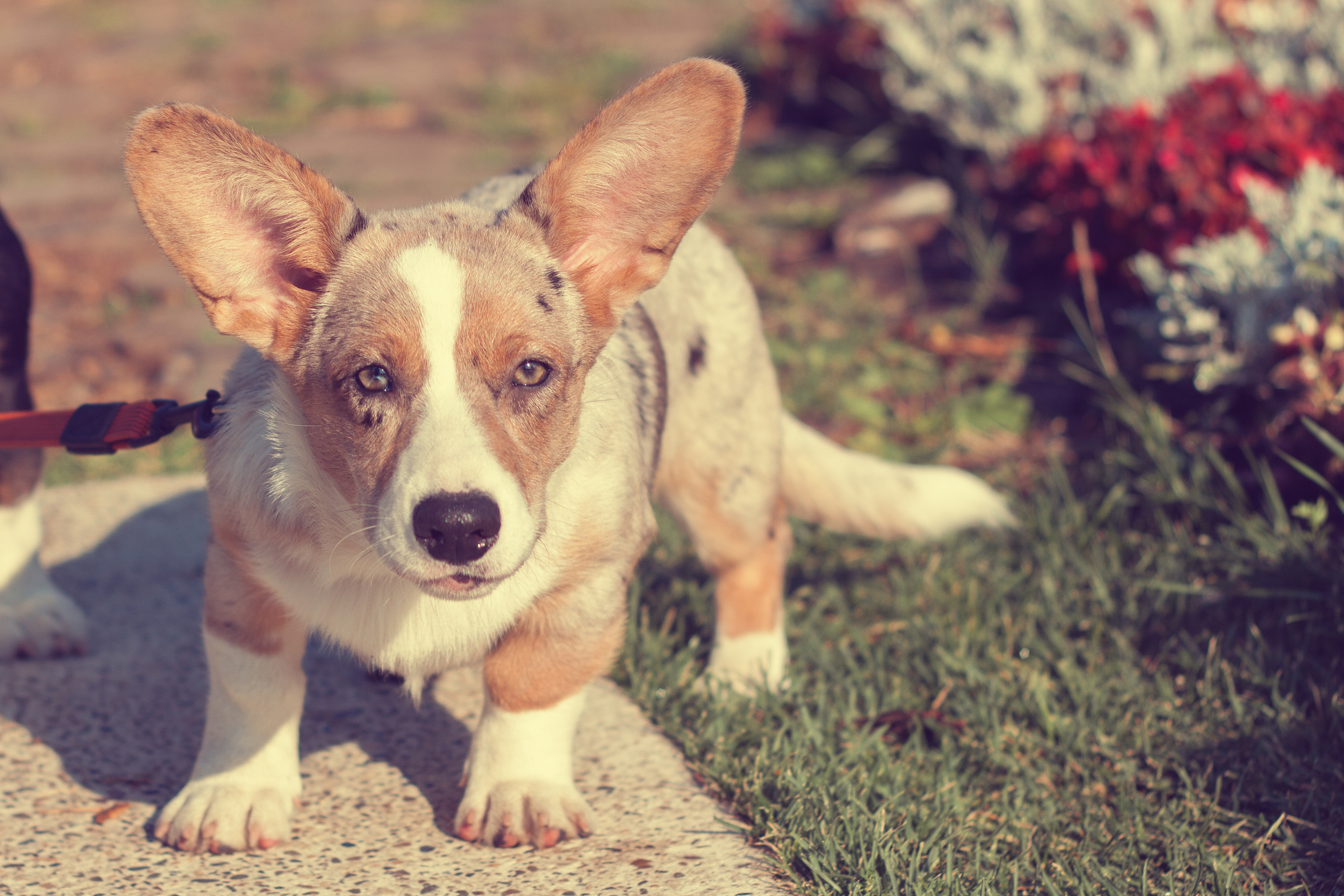 Корги в парке. Фотограф жизни в Ижевске Виктория Аксючиц