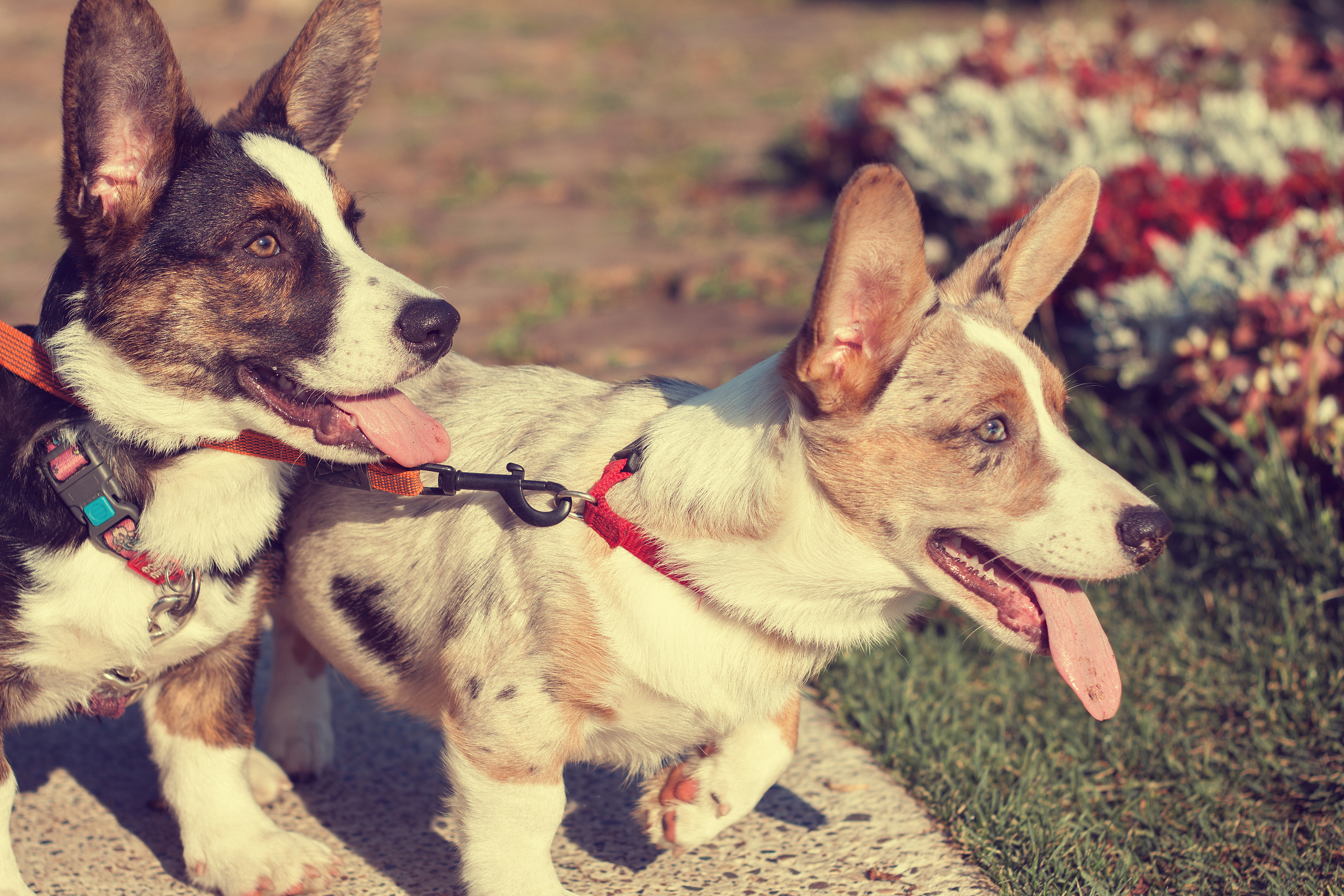 Корги в парке. Фотограф жизни в Ижевске Виктория Аксючиц
