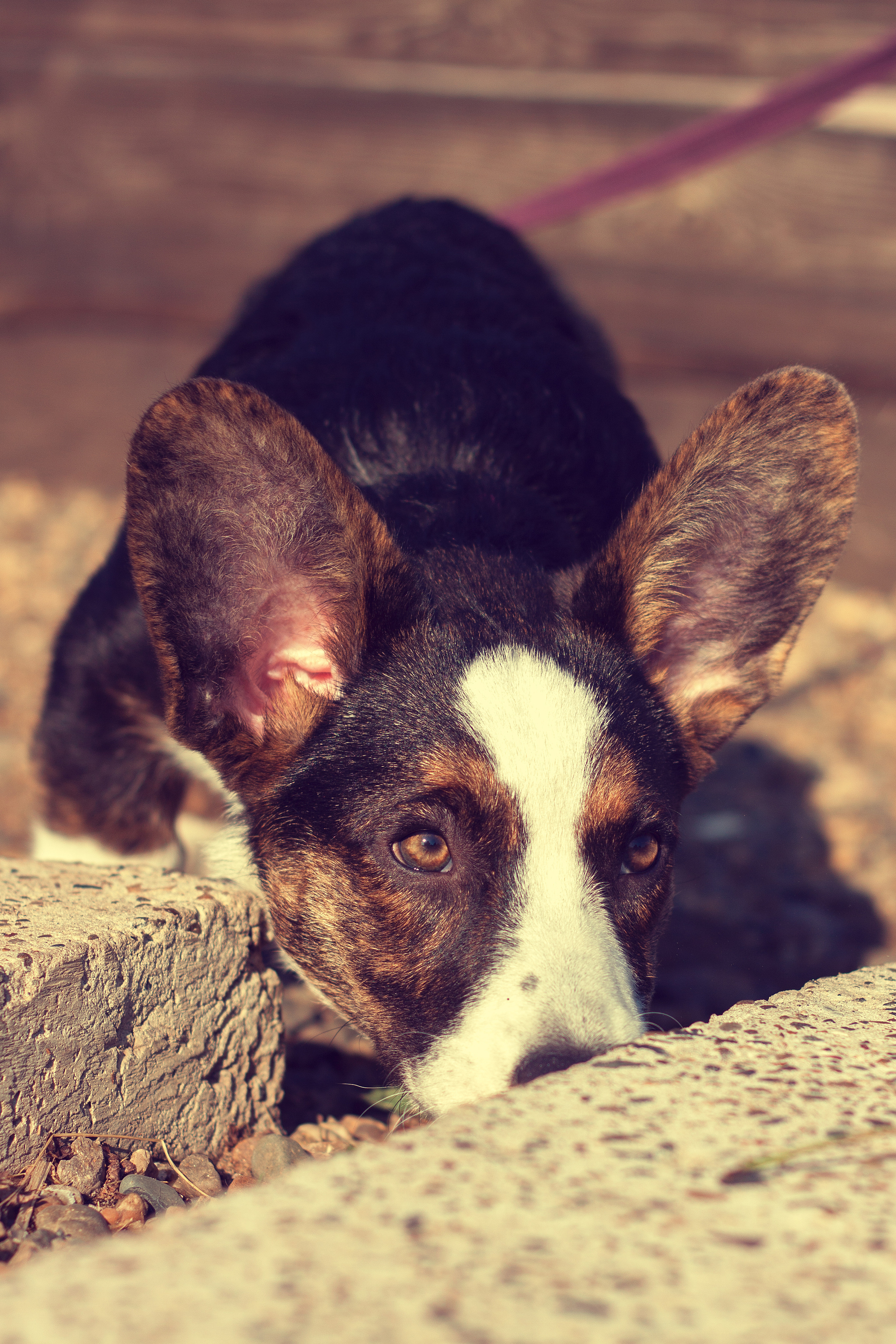 Корги в парке. Фотограф жизни в Ижевске Виктория Аксючиц