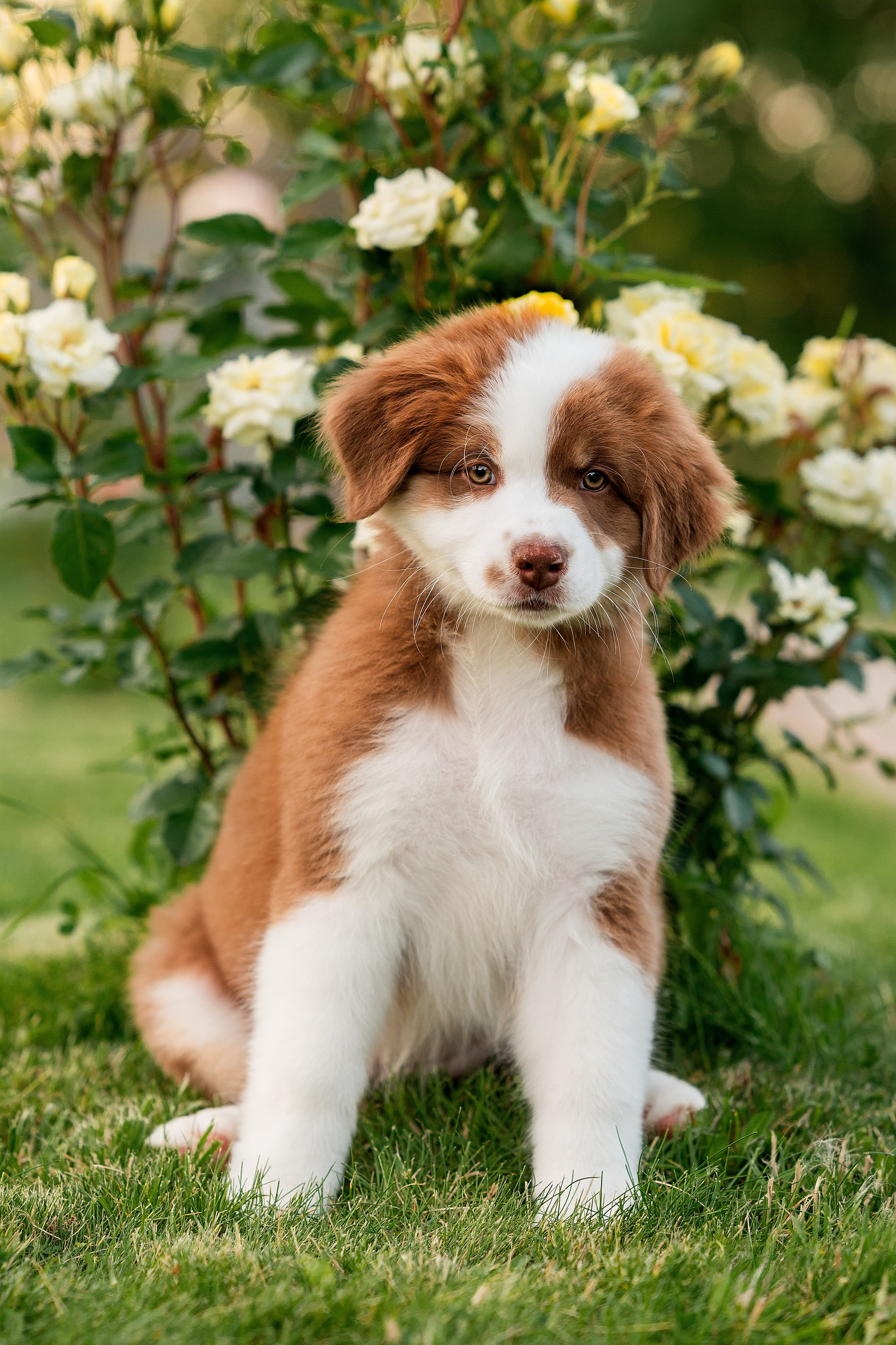 Заводчик Елизавета Степанова. Творческий фотограф Вологда