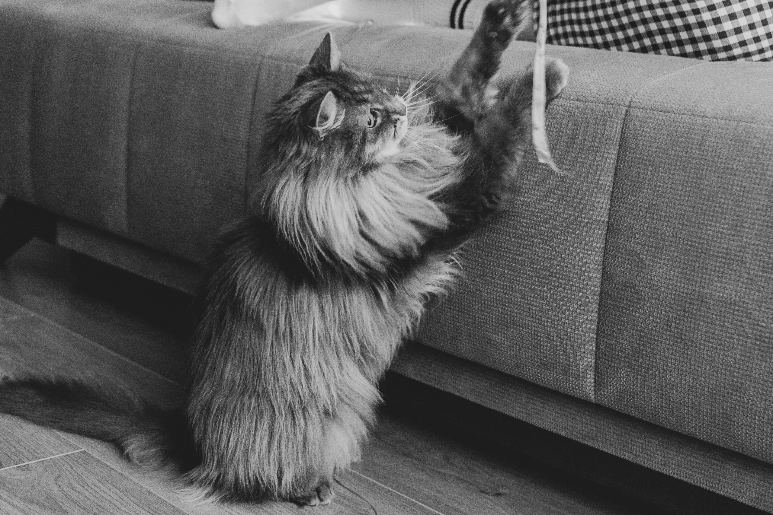 Vika & Kot. Natalia Finch Photography — Family, Kids & Pet Photographer in Chicago, IL