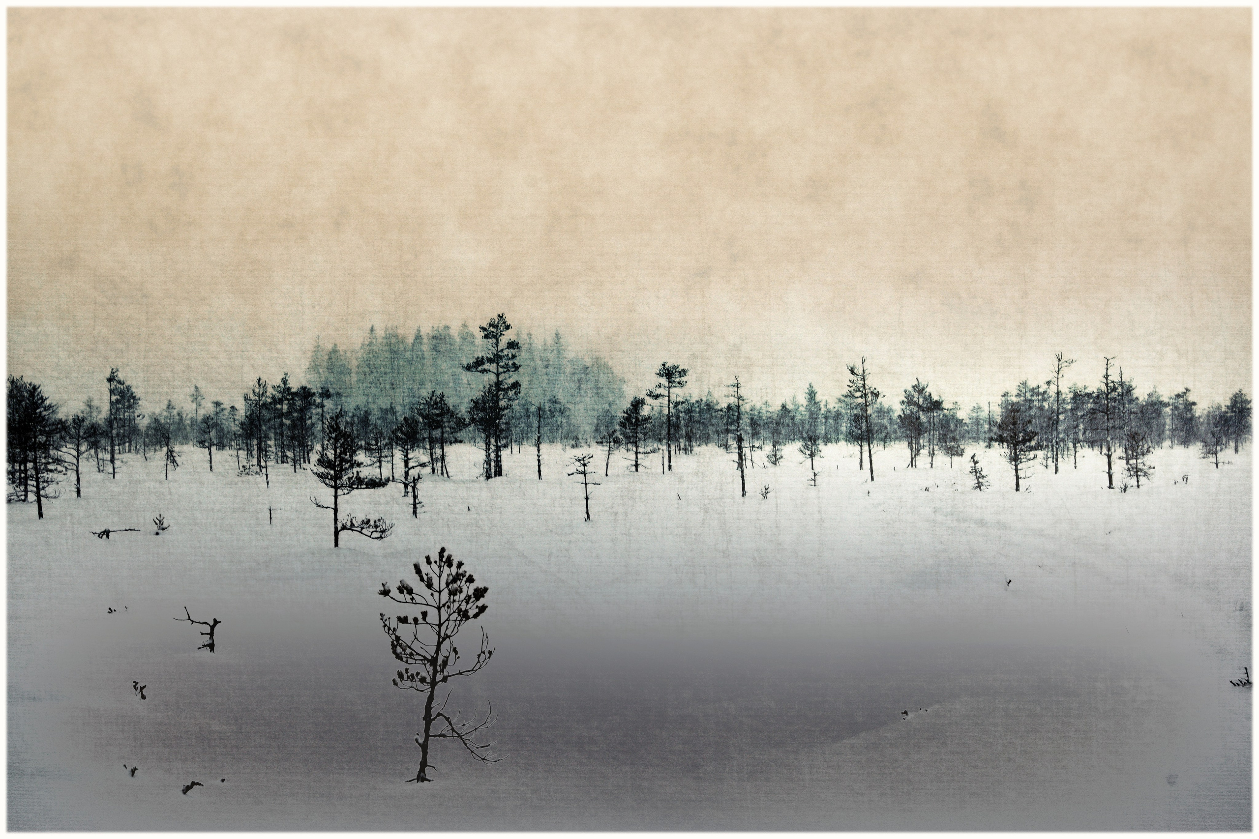 зима.болото.снег.редколесье