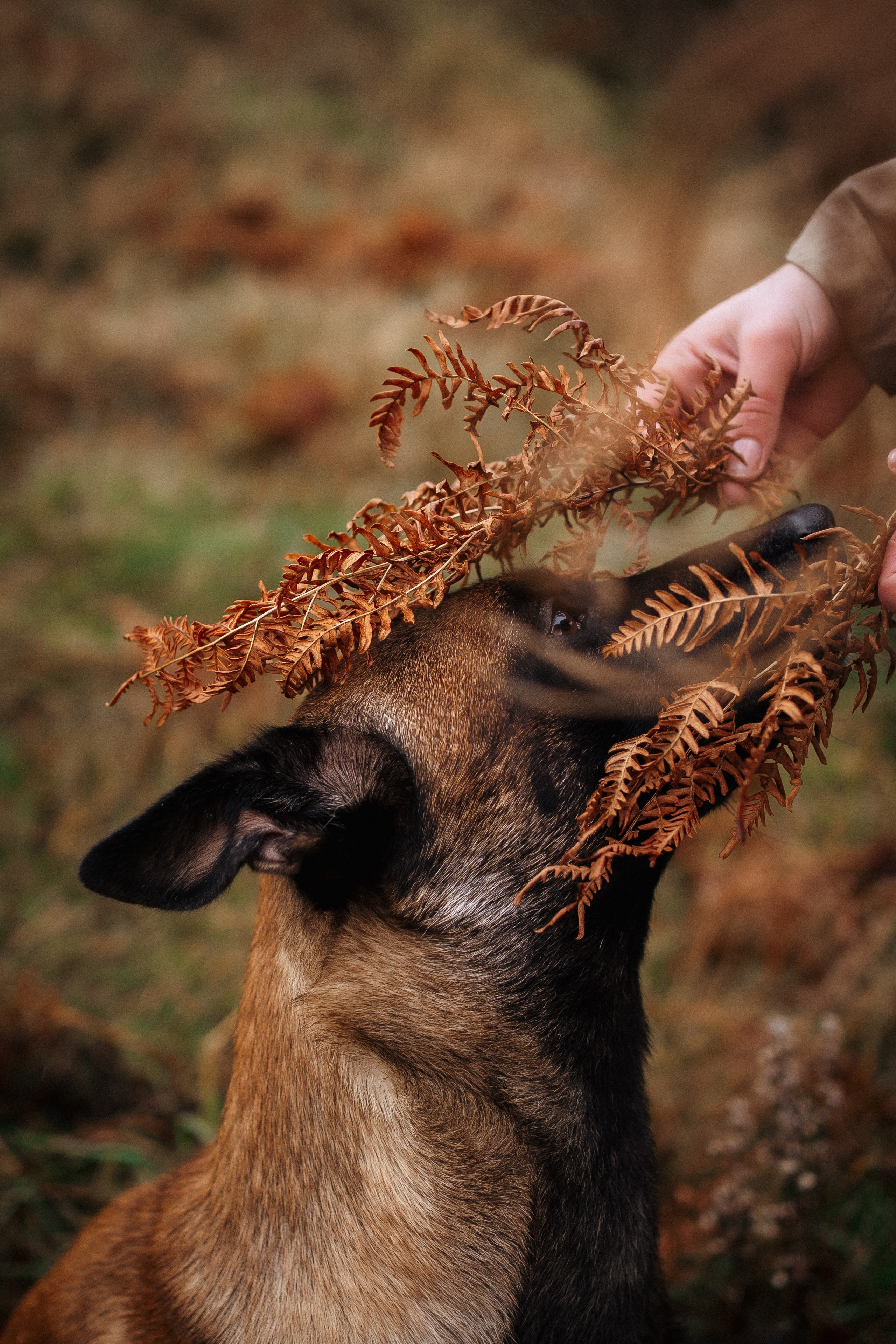 Вика и Хельс. Фотограф-анималист Анастасия Большакова