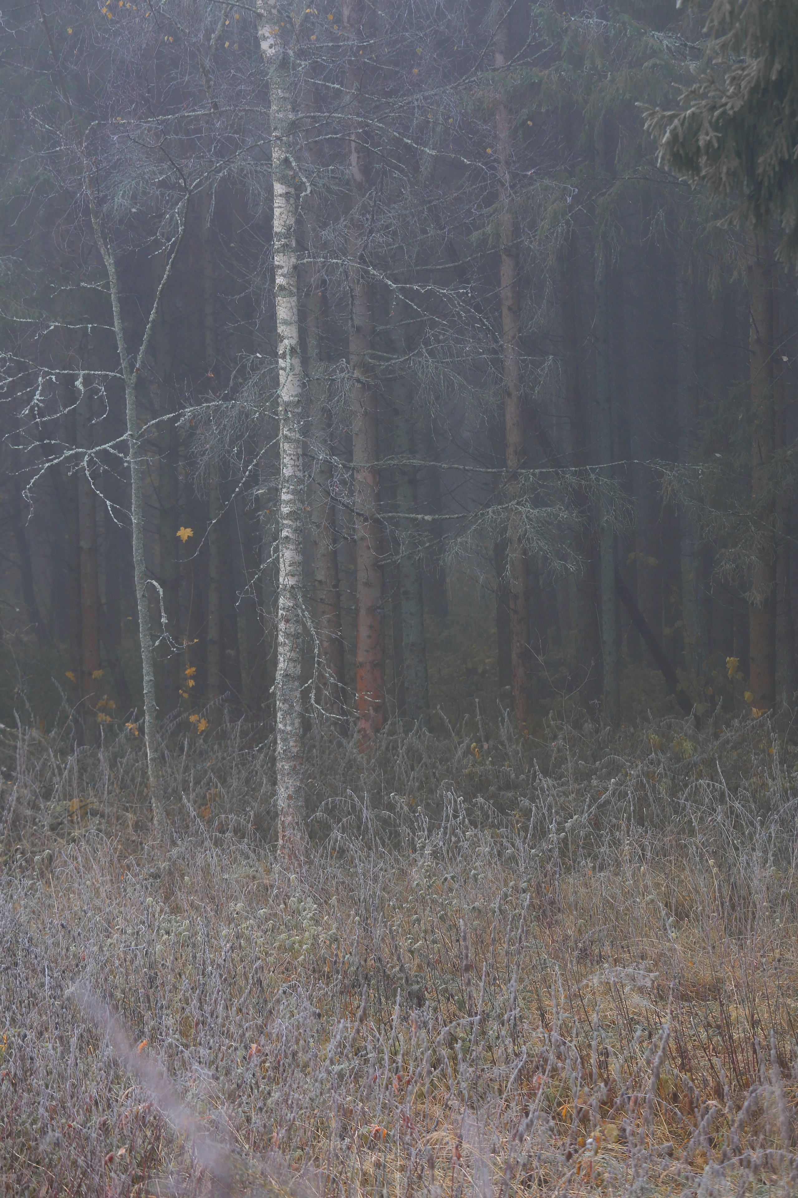 Туманный октябрь. Свадебный и репортажный фотограф в Ярославле и Санкт-Петербурге Роман Микрюков