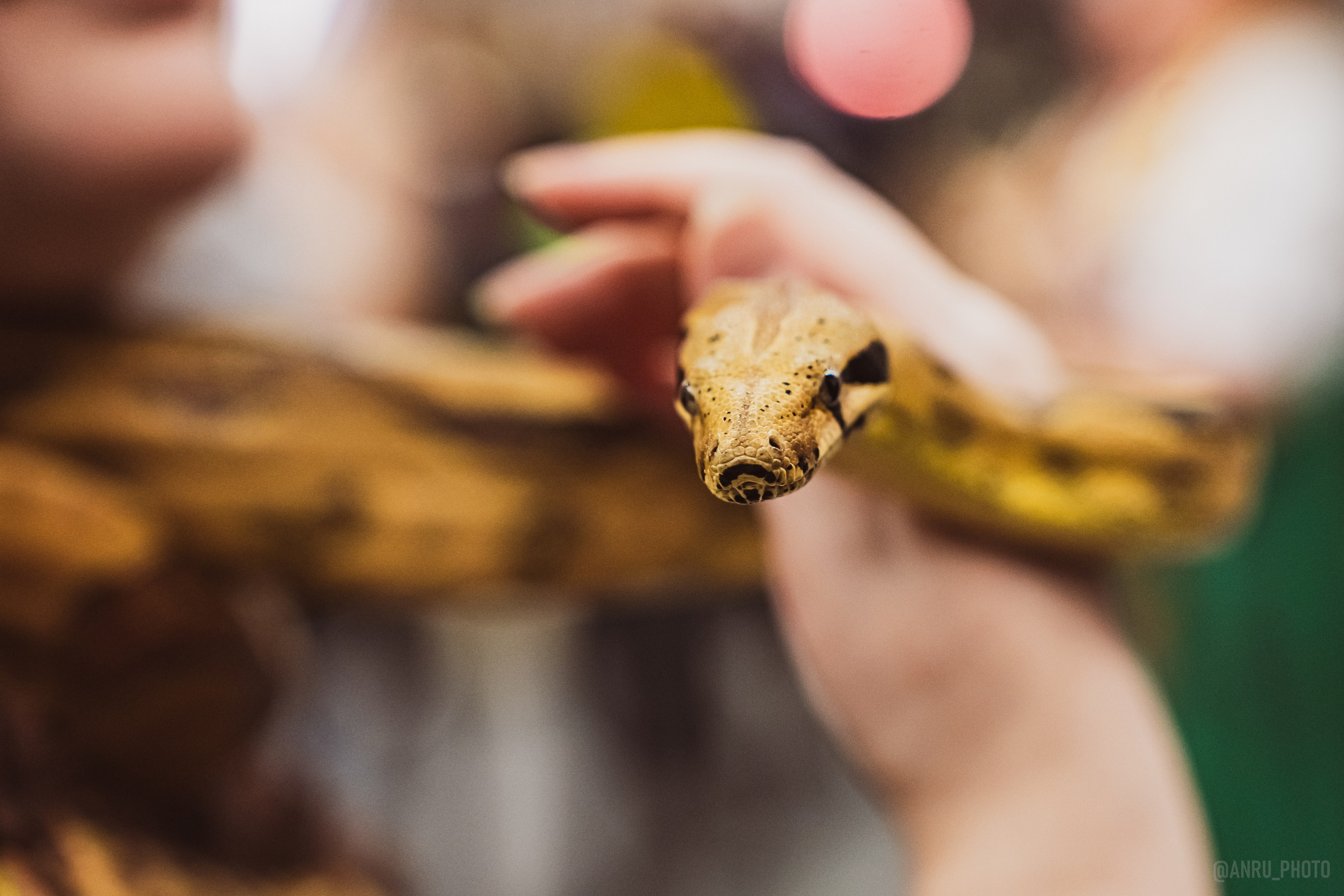 Fox Family fest. Репортажный фотограф Анастасия Рубцова