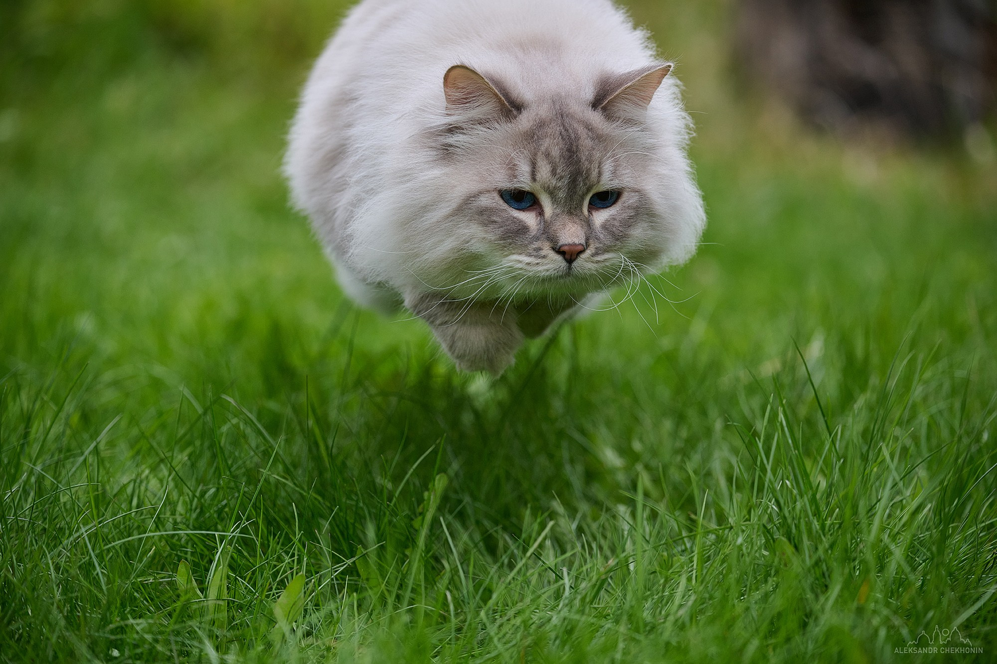 Кот Вельвет. Пейзажный фотограф Александр Чехонин