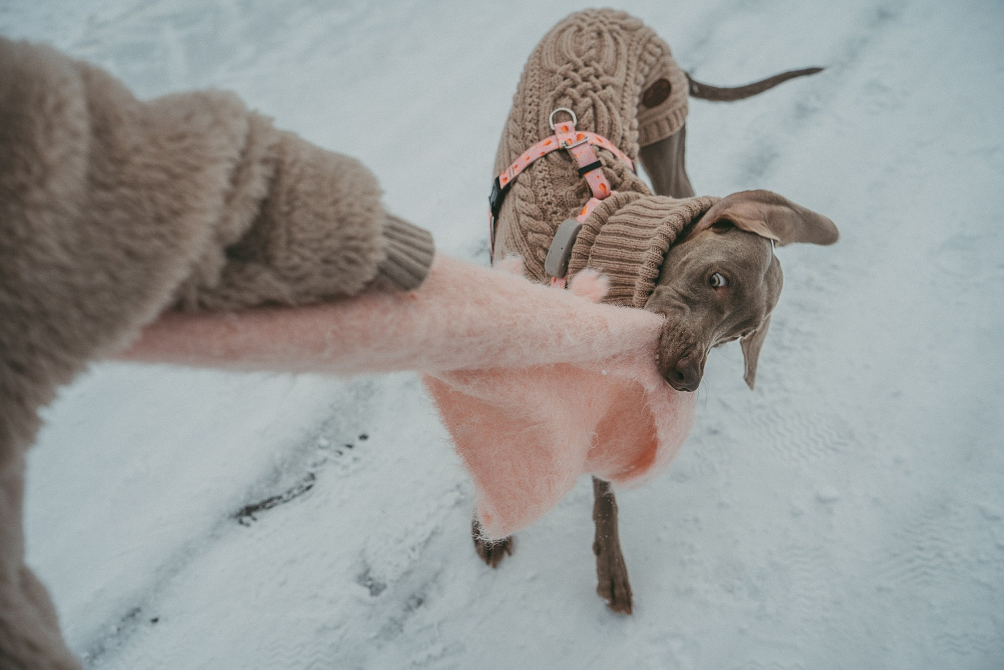 Лена и Фанни. Фотограф анималист в Москве и Санкт-Петербурге Свиридова Анна