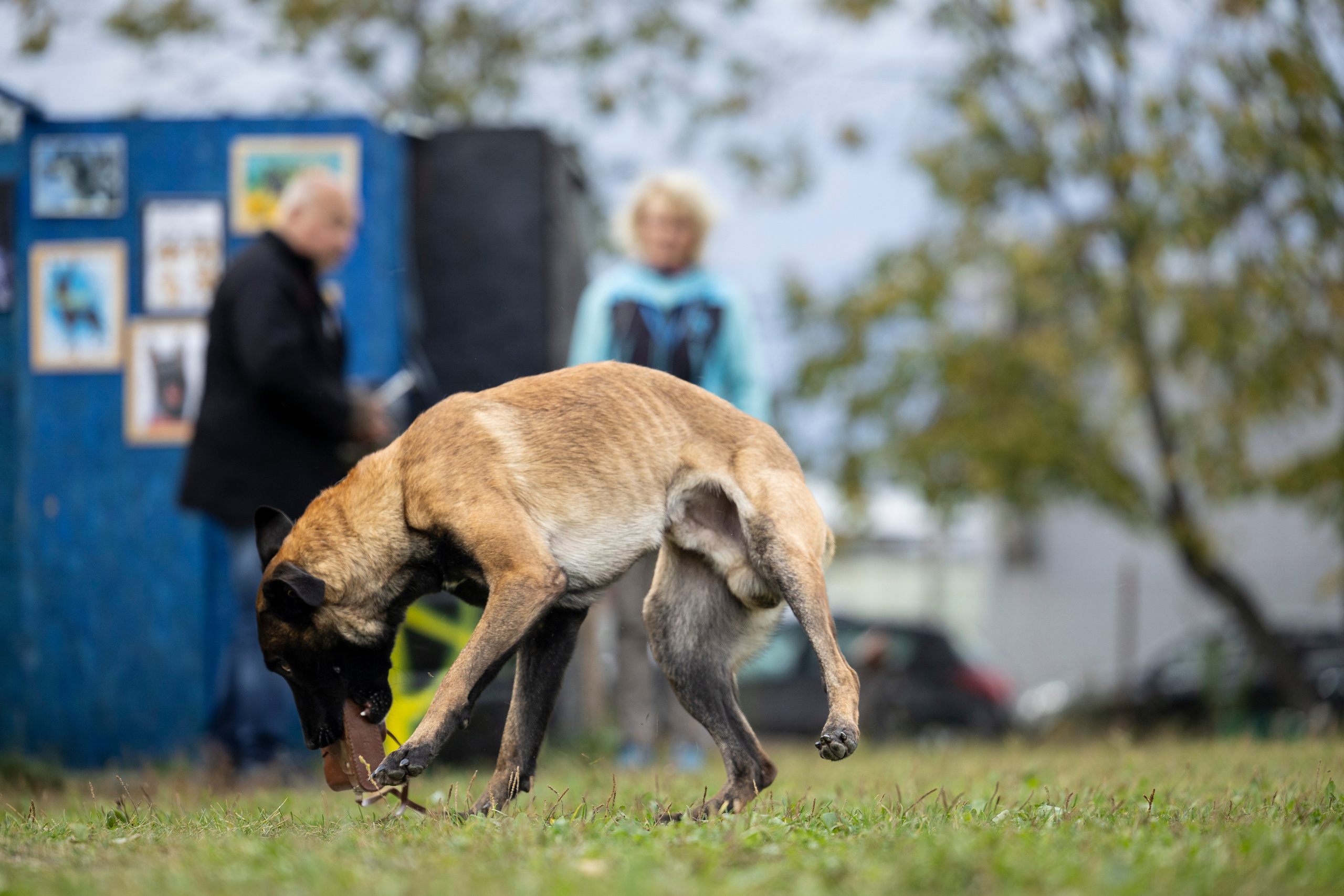 Испытания по Мондьорингу г. Пушкин. Фотограф-анималист Анна Маринич