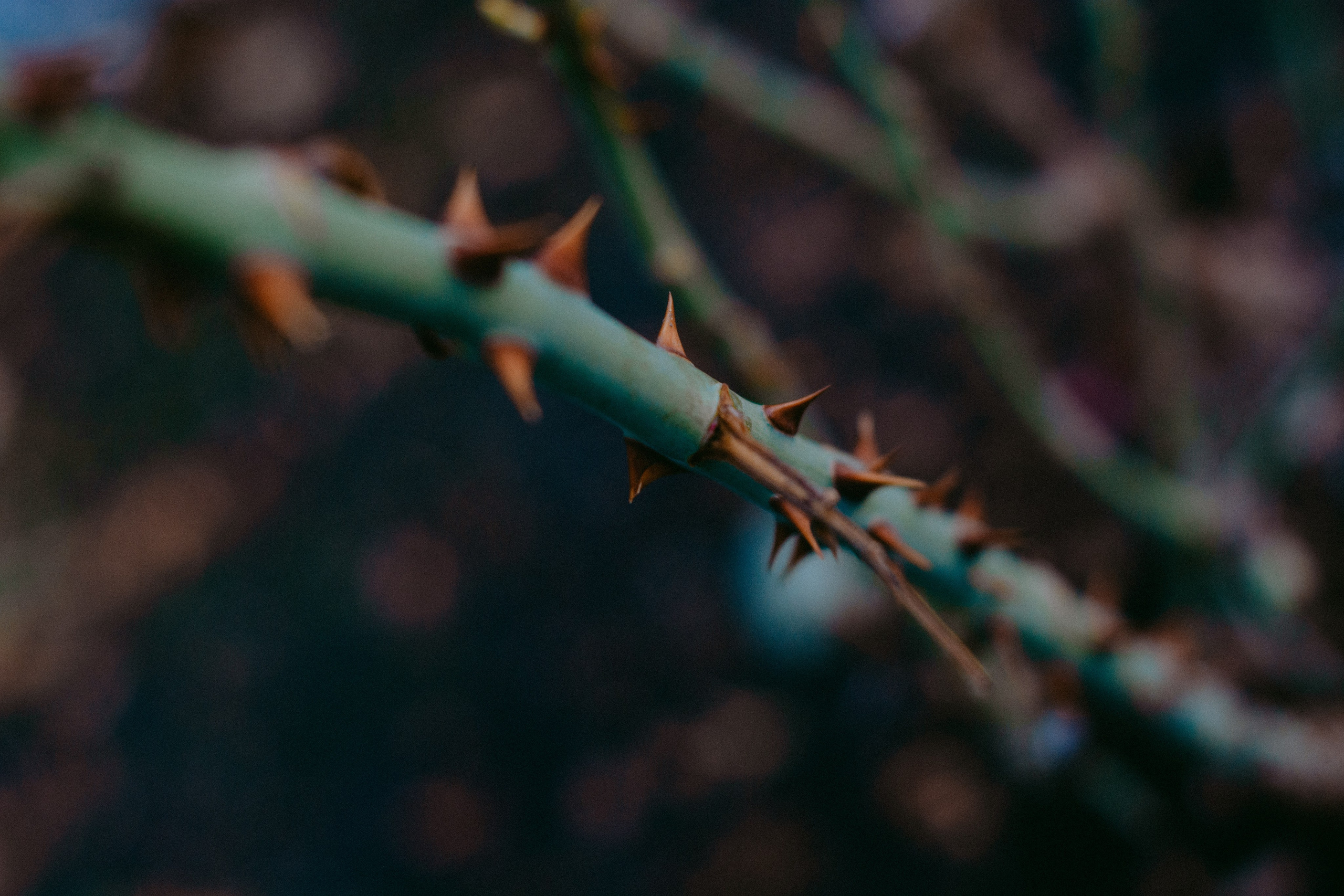 Flowers. Фотографирую искусство в Хабаровске