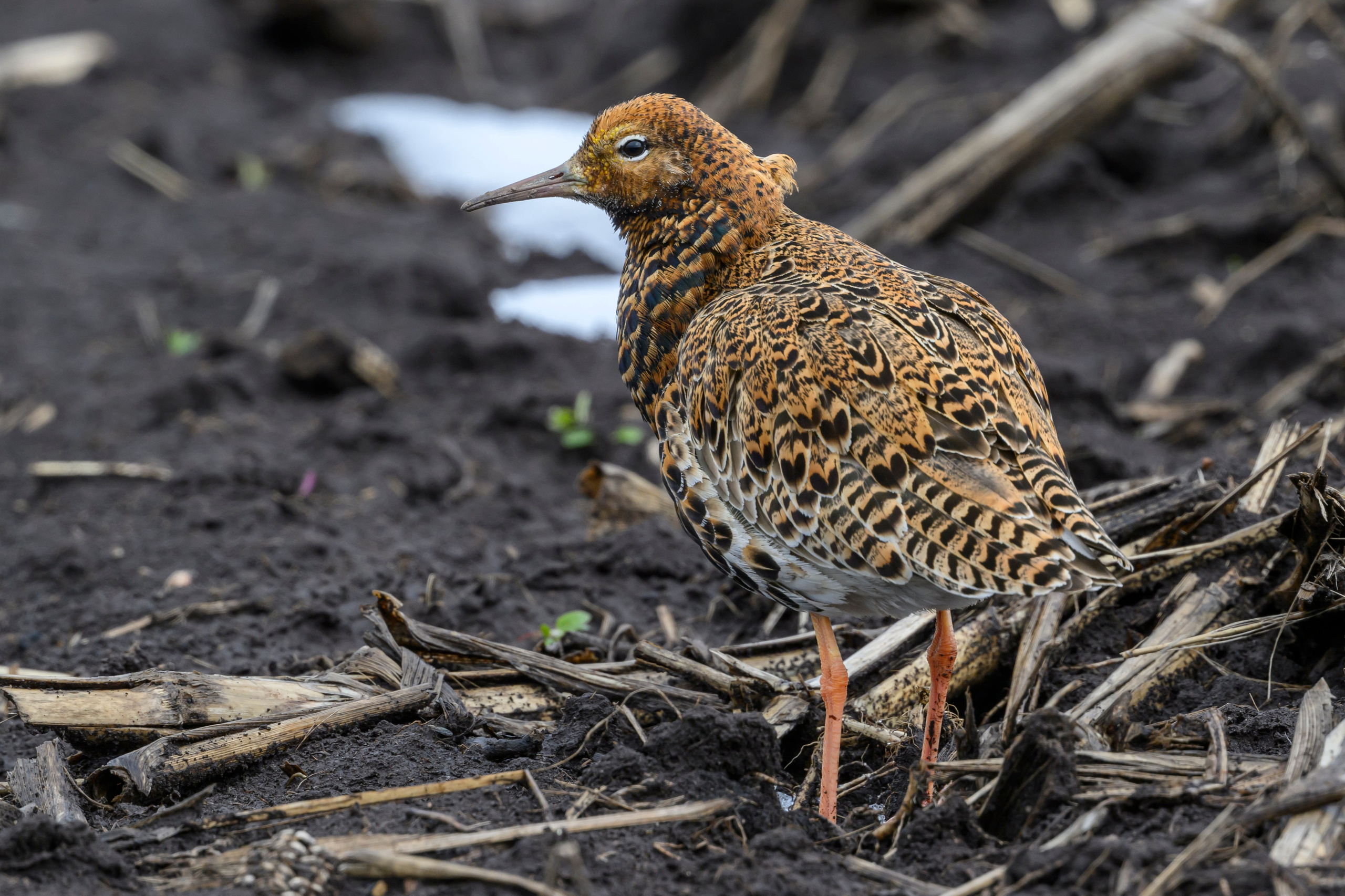 После снегопада. Wildlife photography by Sergey Puponin