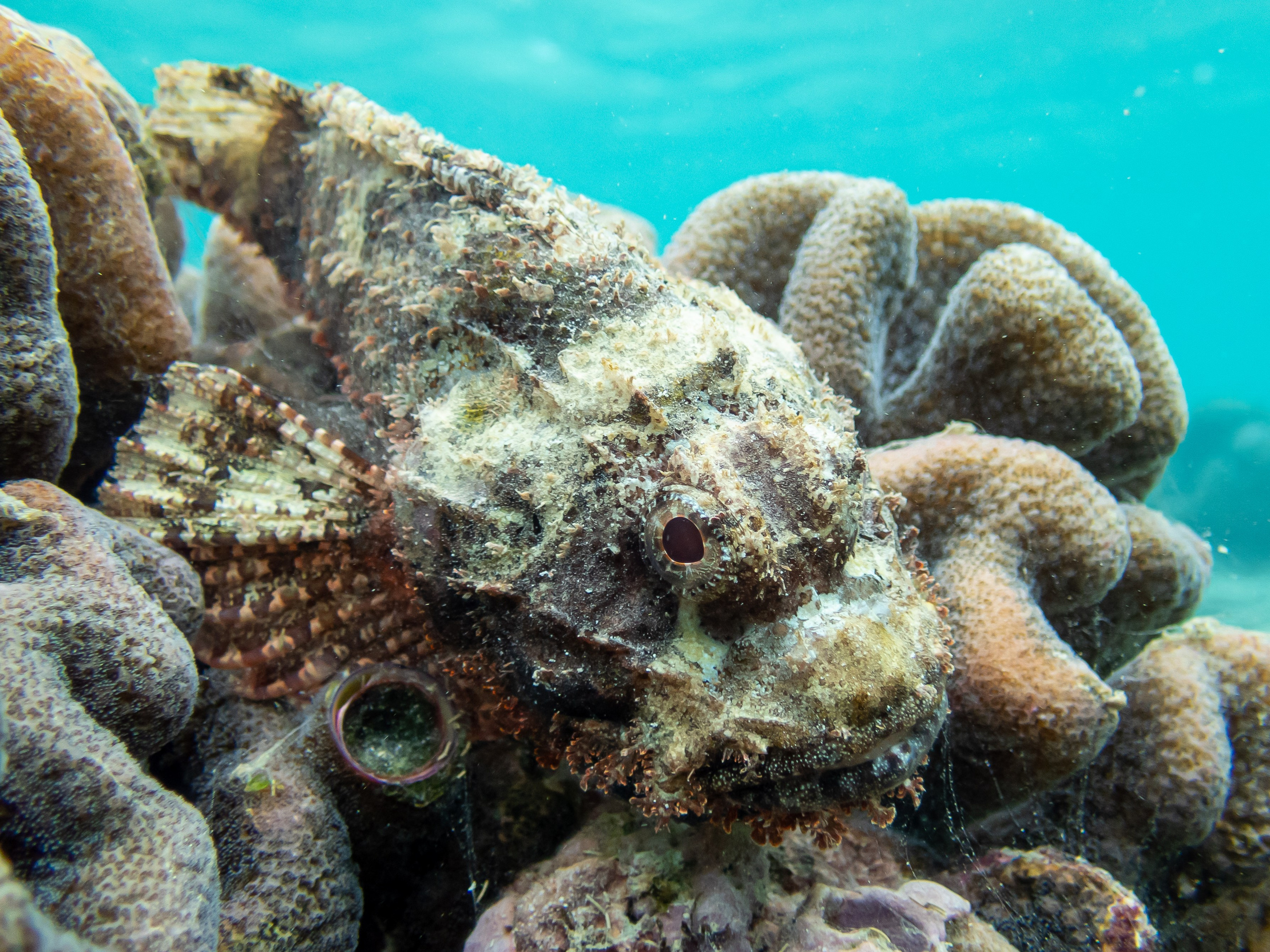 Рыбов показываю