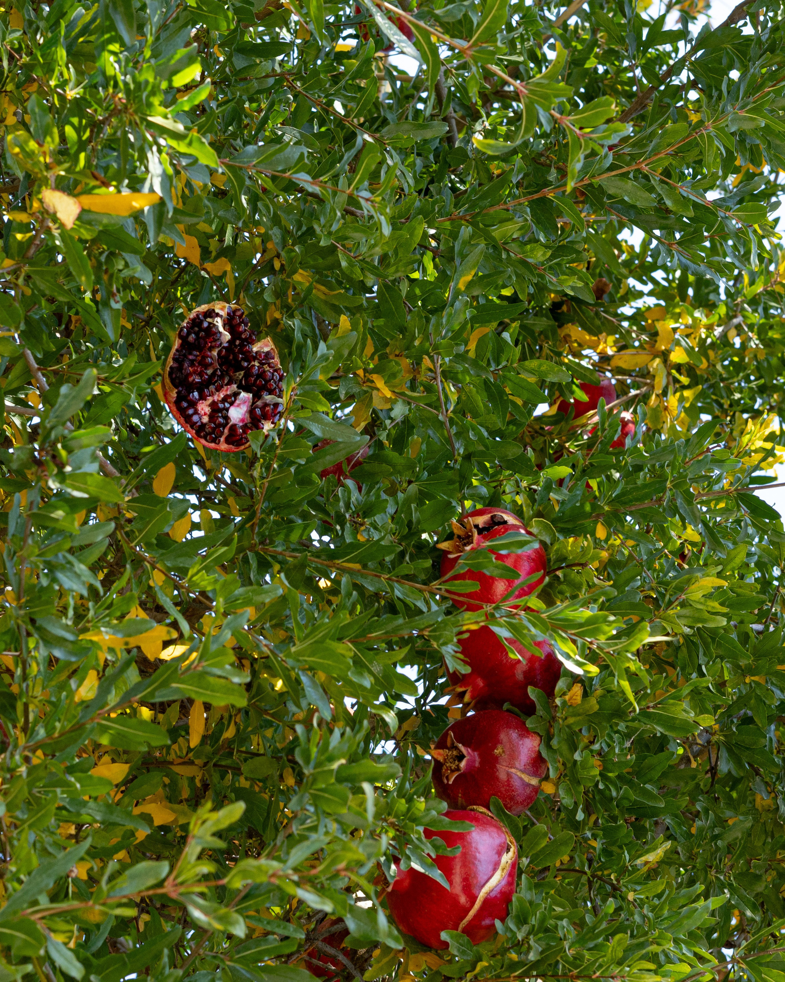 Travel. Индивидуальная и семейная съёмка. Москва, Наталья Самохвалова