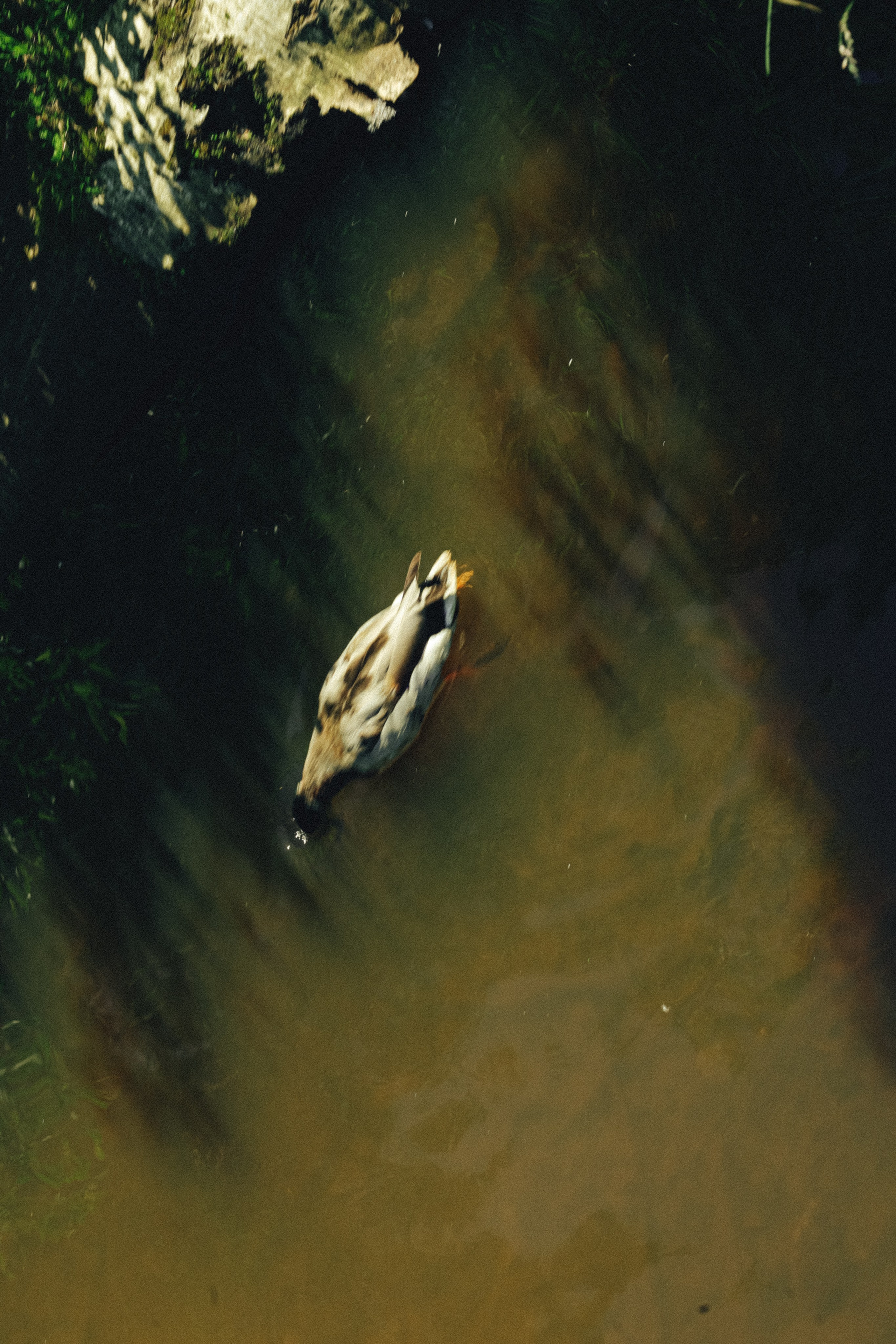 Природа &. Фотохудожник в СПб