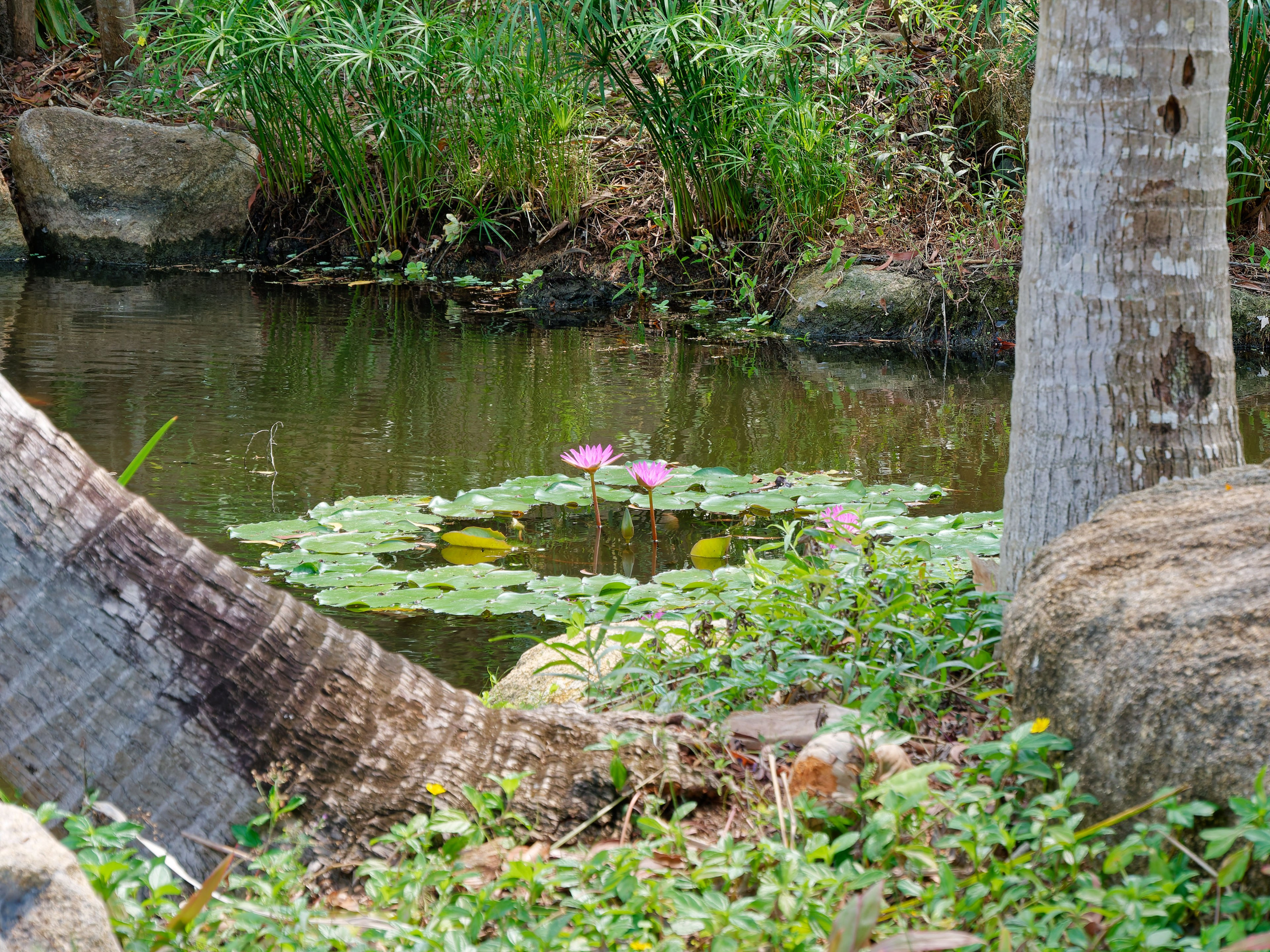 Хайнань 2026, отель «Stony Brook Villa Jianguo Resort Sanya 4*». Фотопрогулки по Миру