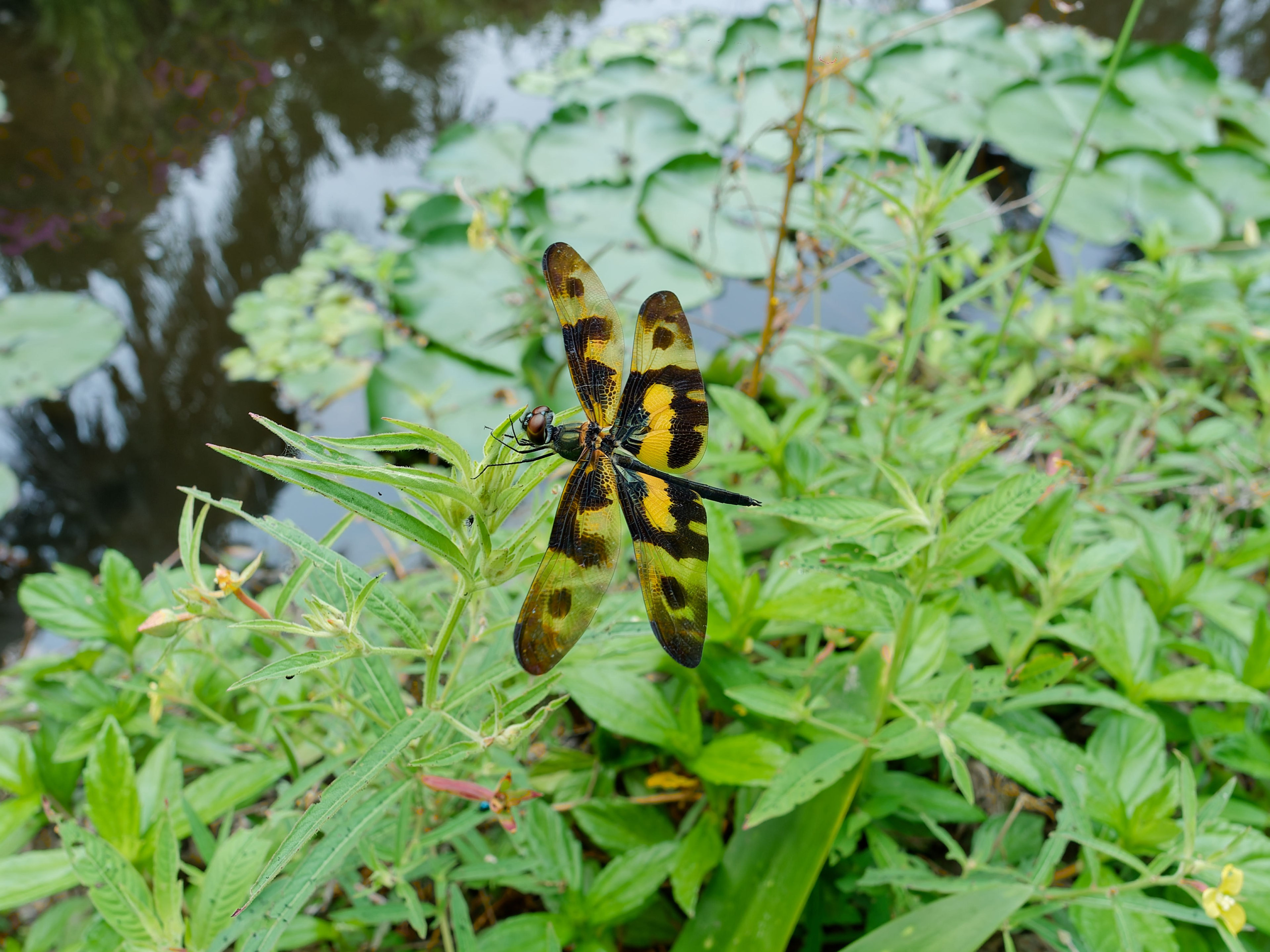Хайнань 2026, прочая фауна, насекомые. Фотопрогулки по Миру
