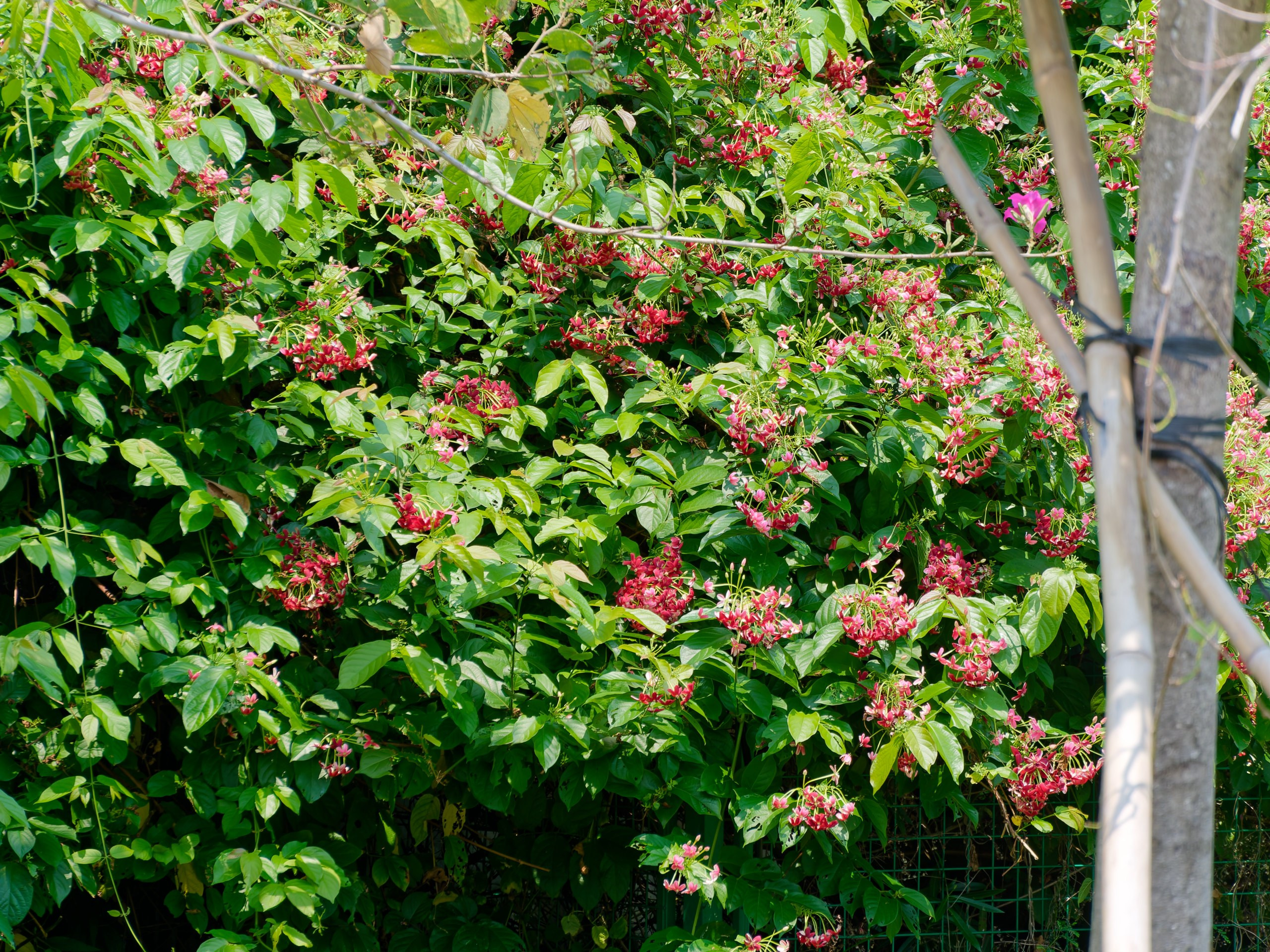 Хайнань 2026, флора, цветы и деревья. Фотопрогулки по Миру