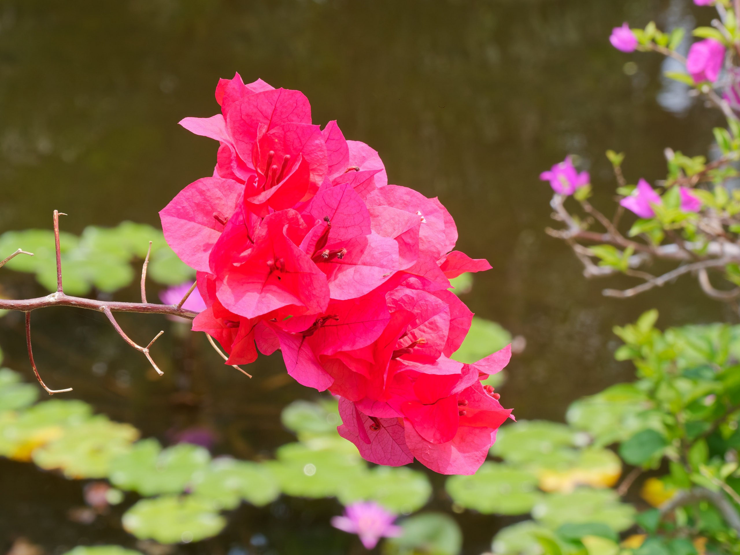 Хайнань 2026, флора, цветы и деревья. Фотопрогулки по Миру