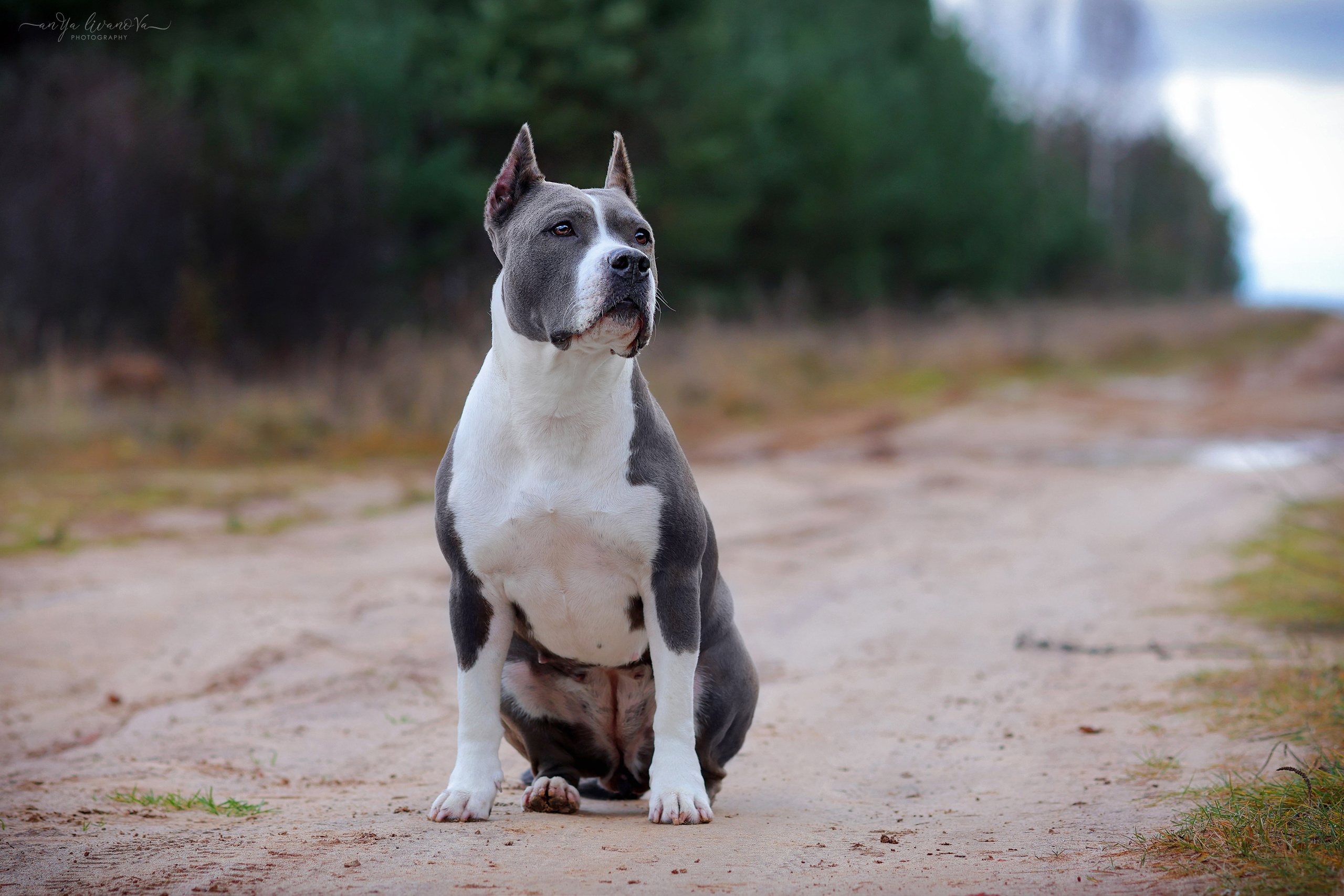 Деля. Фотограф анималист Аня Ливанова | Рыбинск