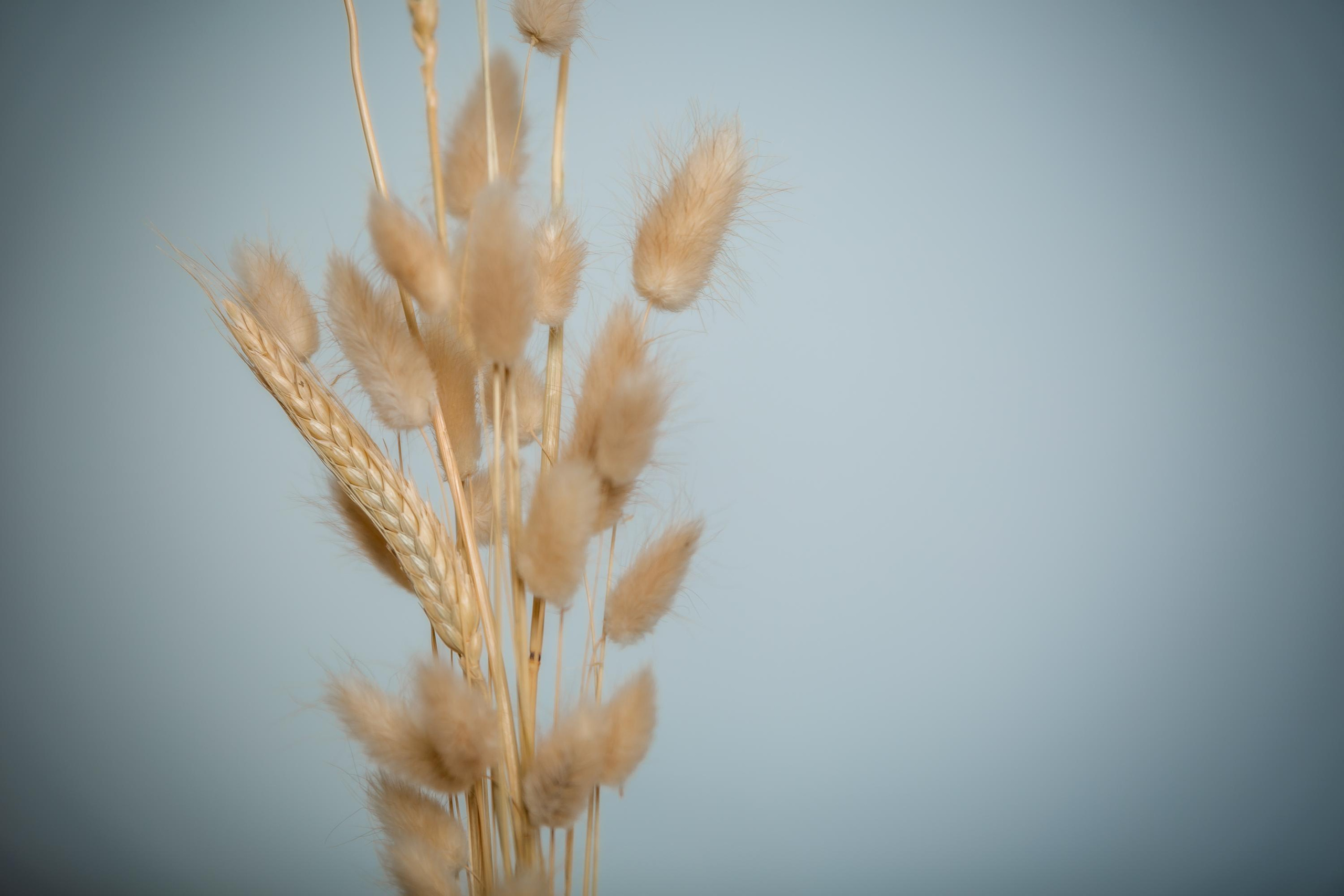 Екатерина — массажист лица. Репортажный, семейный, свадебный фотограф Санкт-Петербург Ольга Лесюк