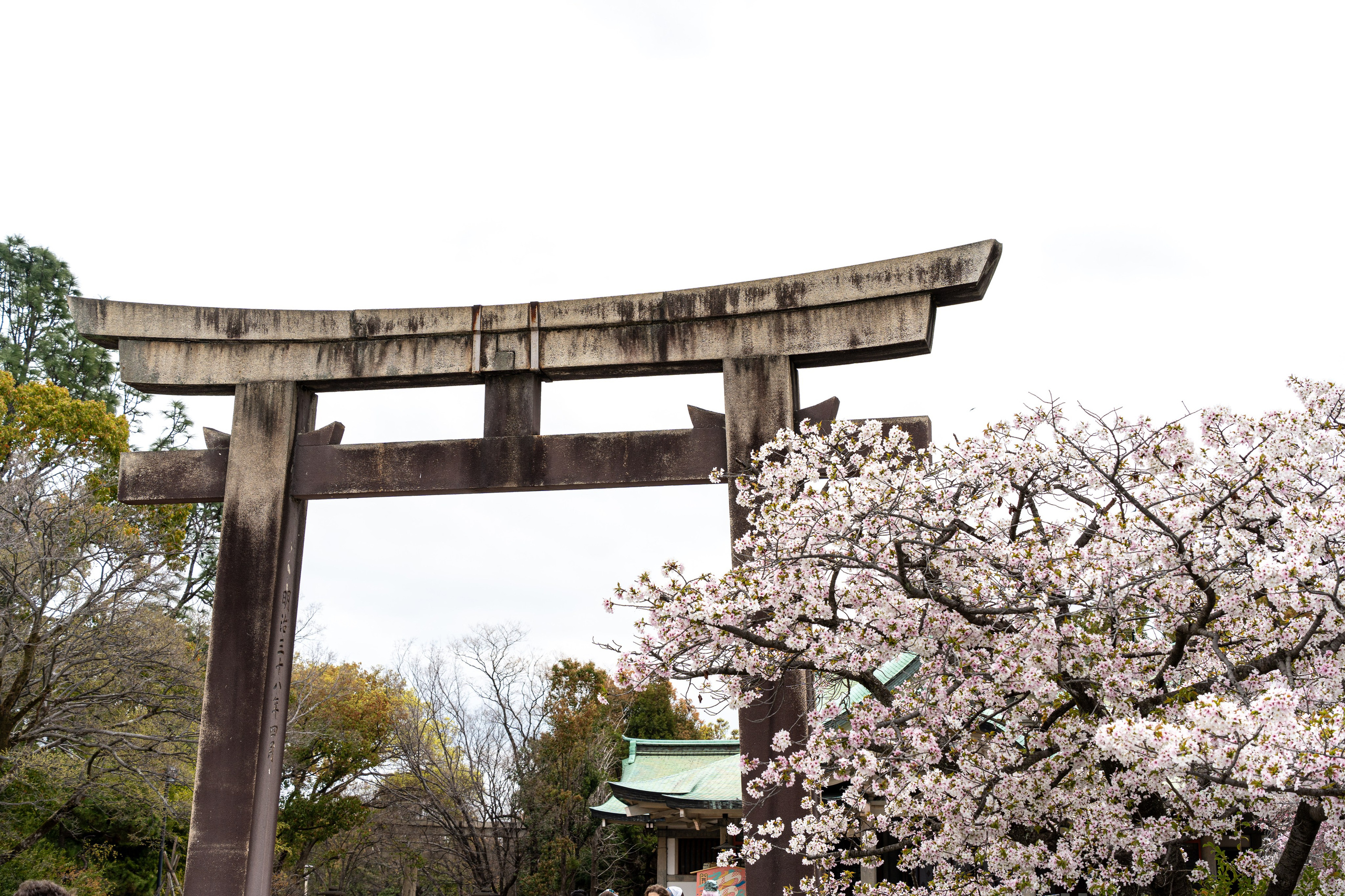 Япония, сакура. Творческие сьемки
