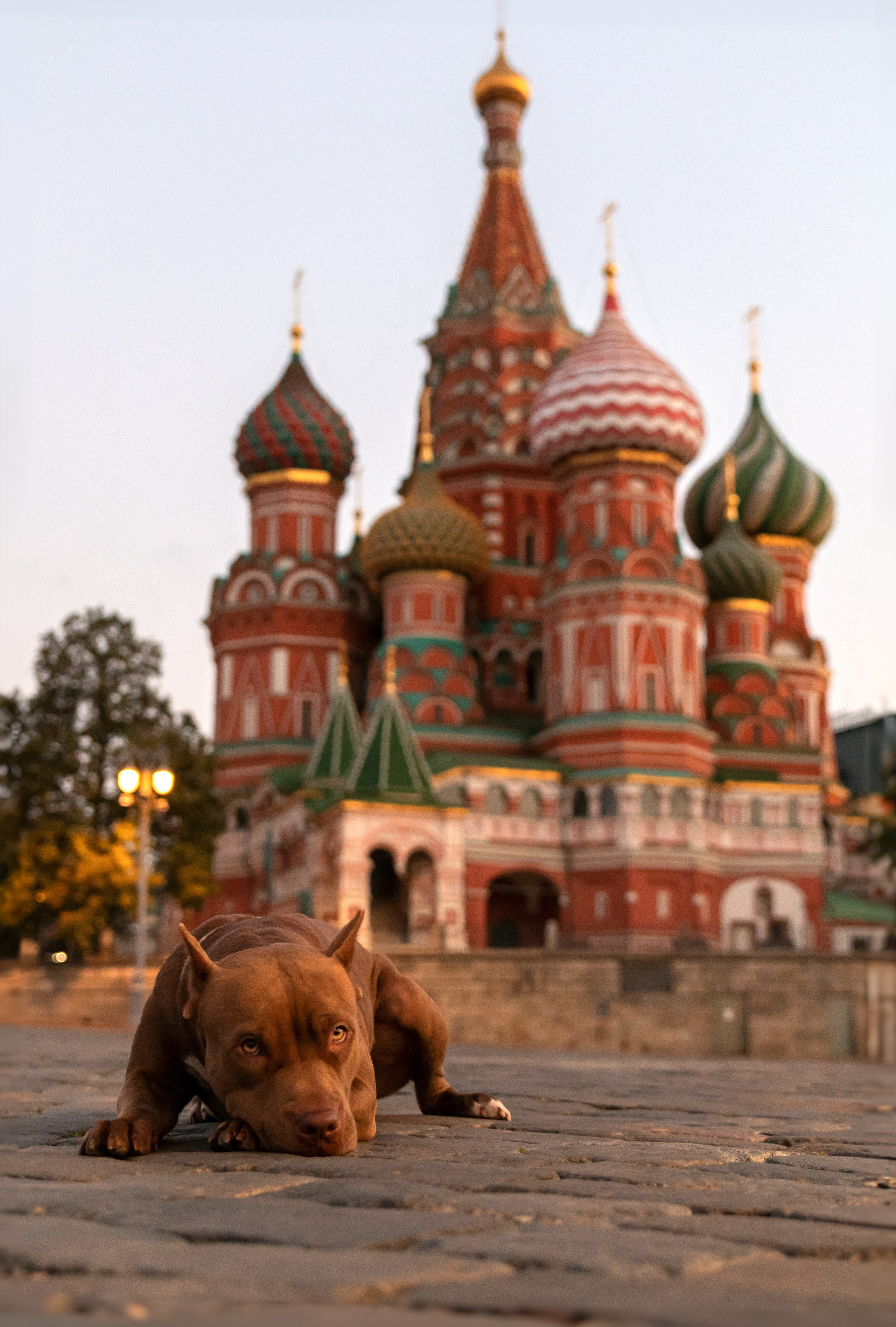 Прайтер Ума. Фотограф анималист и семейный фотограф в Москве Наталья Носова