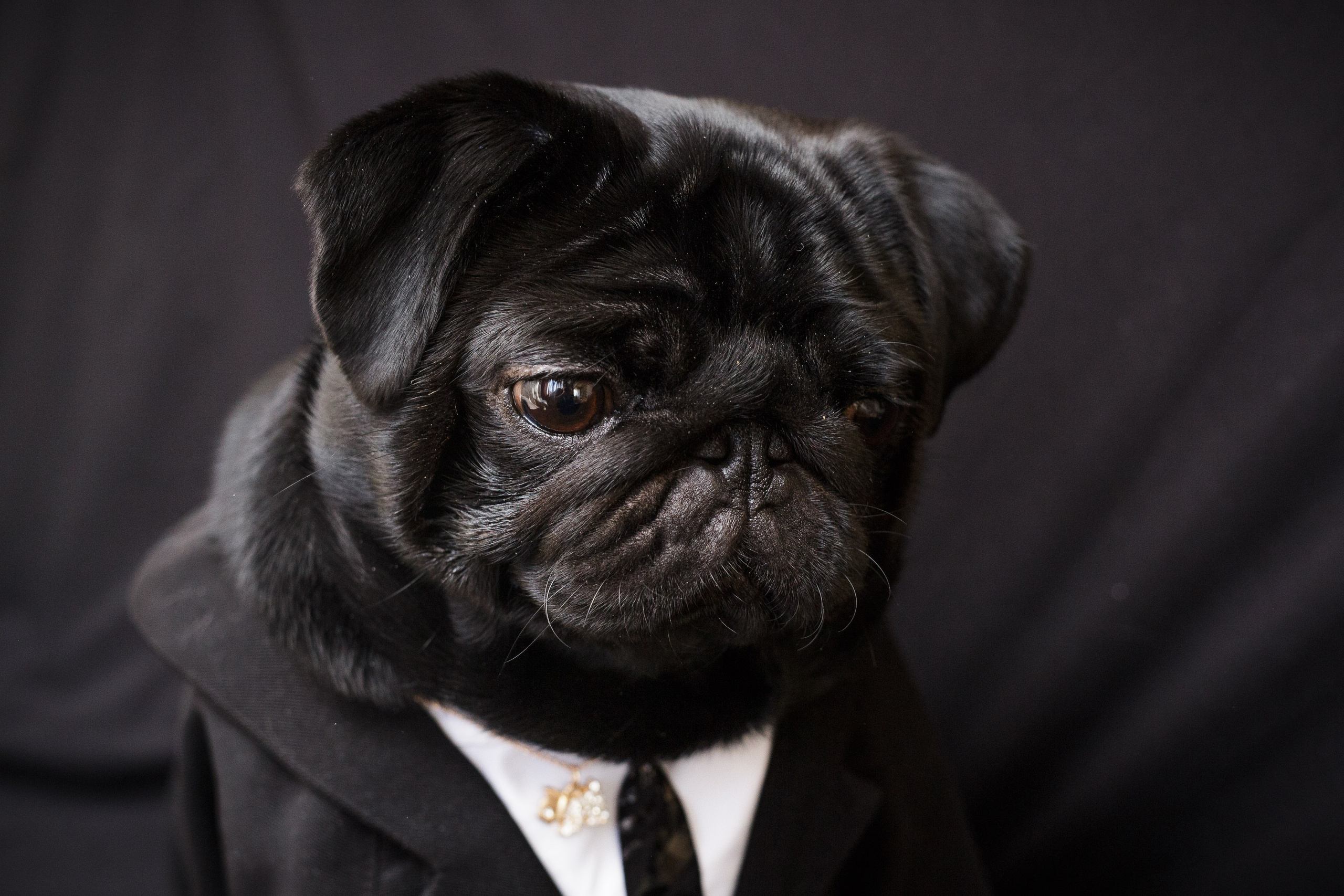 Собаки, кошки и др. животные. Семейный фотограф в Екатеринбурге