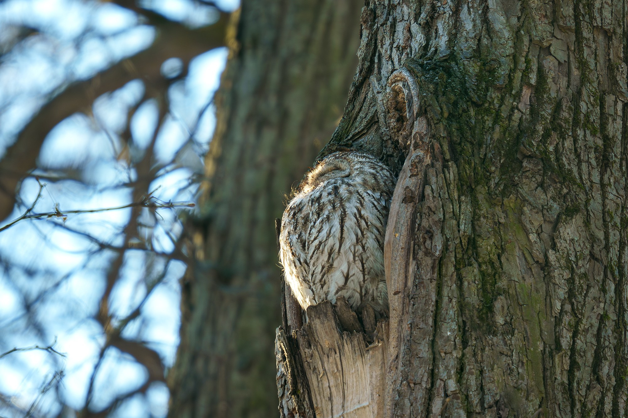 Удивительные мир птиц. Вокруг нас столько прекрасного — присмотритесь!. Ваш личный фотограф Марина Волкова
