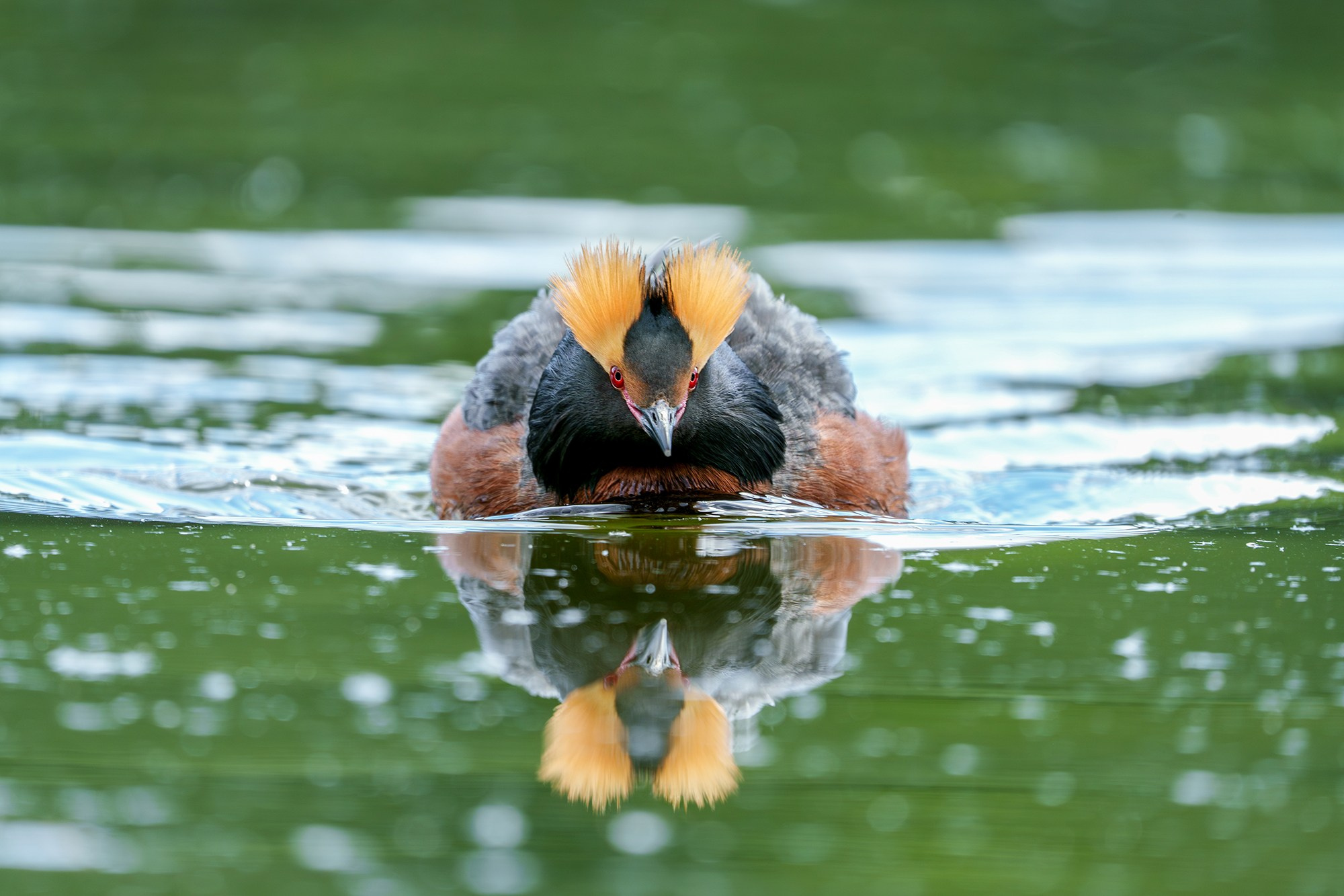 Удивительные мир птиц. Вокруг нас столько прекрасного — присмотритесь!. Ваш личный фотограф Марина Волкова