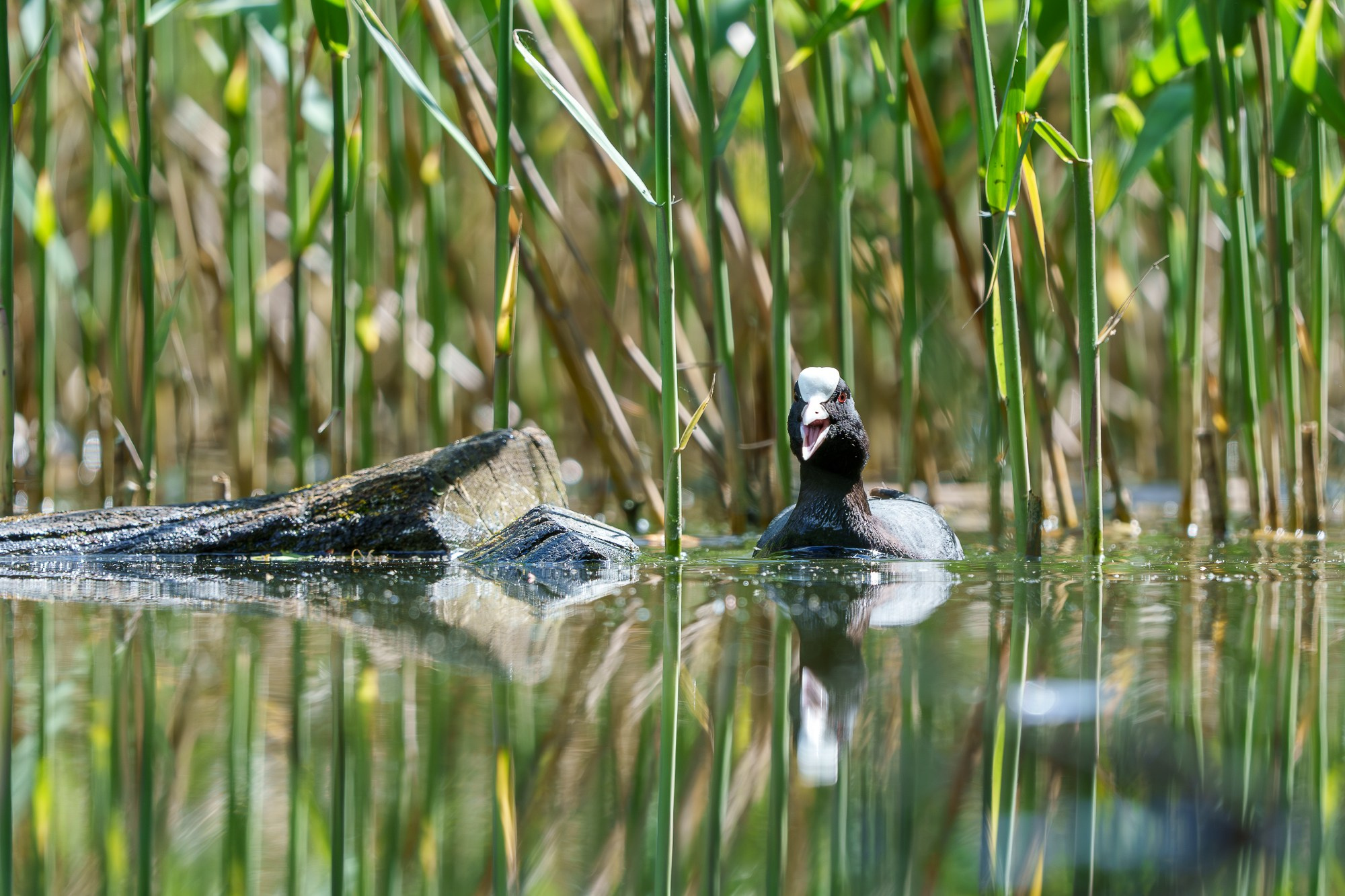 Удивительные мир птиц. Вокруг нас столько прекрасного — присмотритесь!. Ваш личный фотограф Марина Волкова
