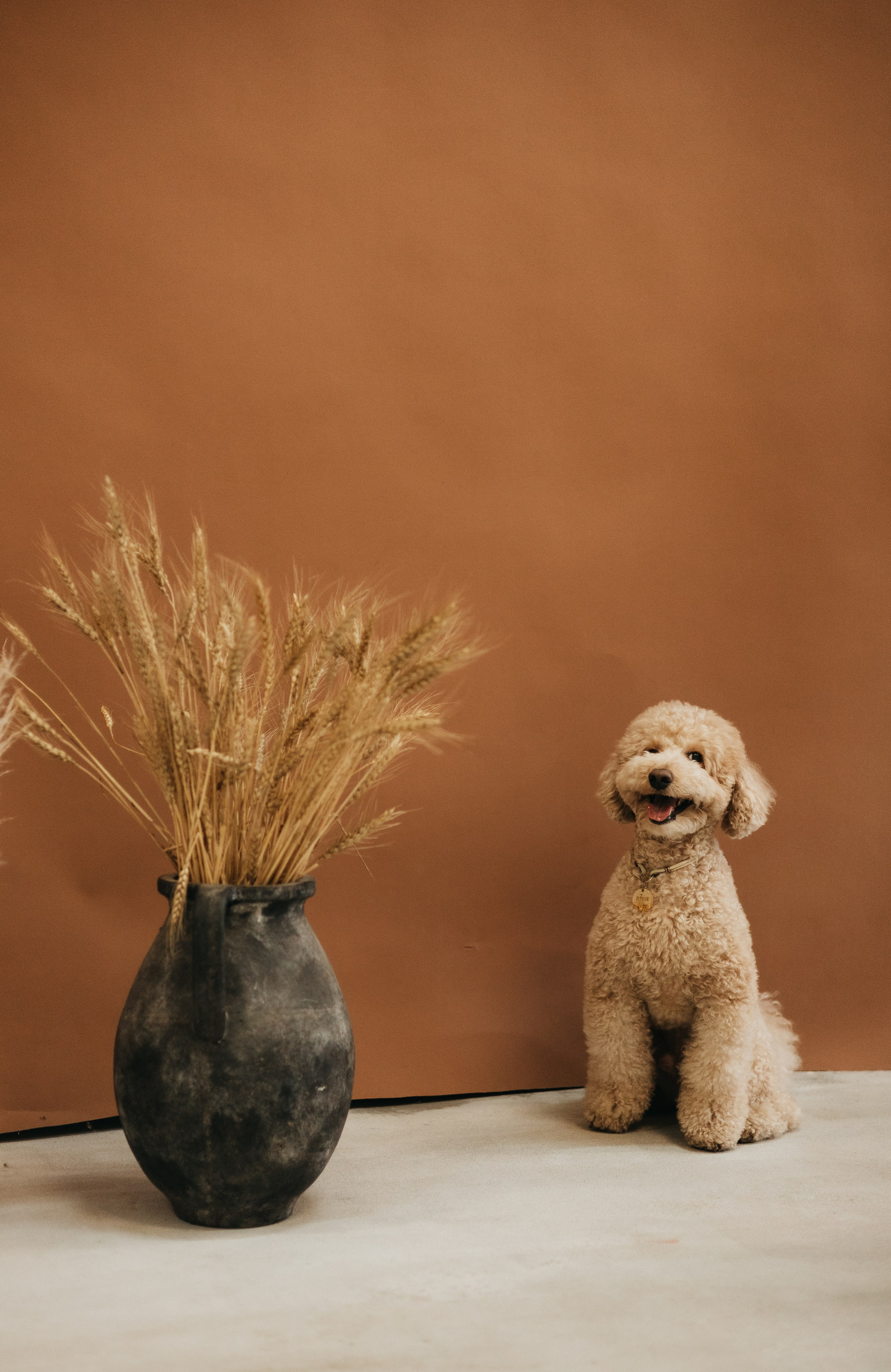 Поля, Рома и Ричи. Фотограф животных Евгения Верцинская