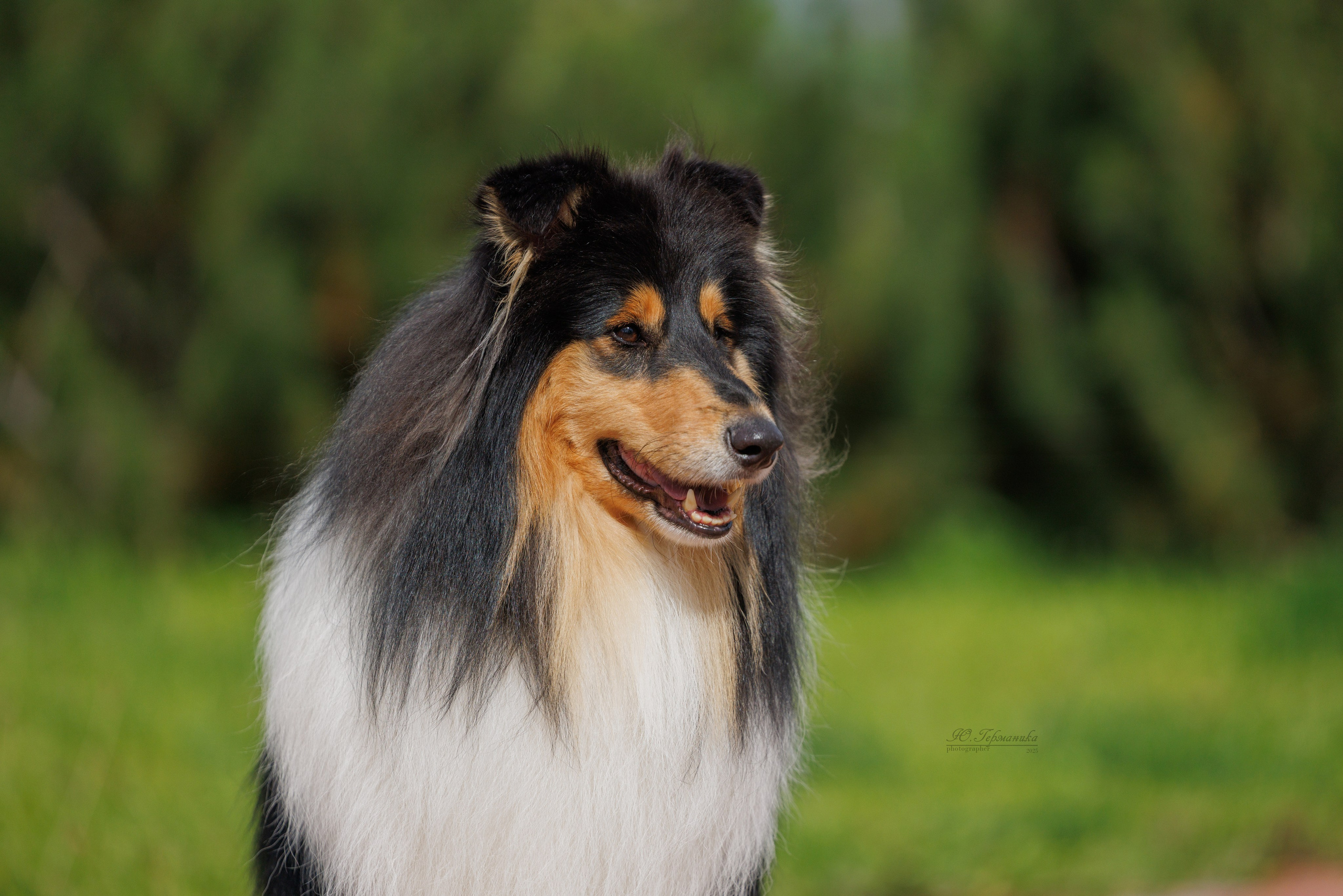 Переславль 5-7.08.2025. Фотограф-анималист Юлия Германика