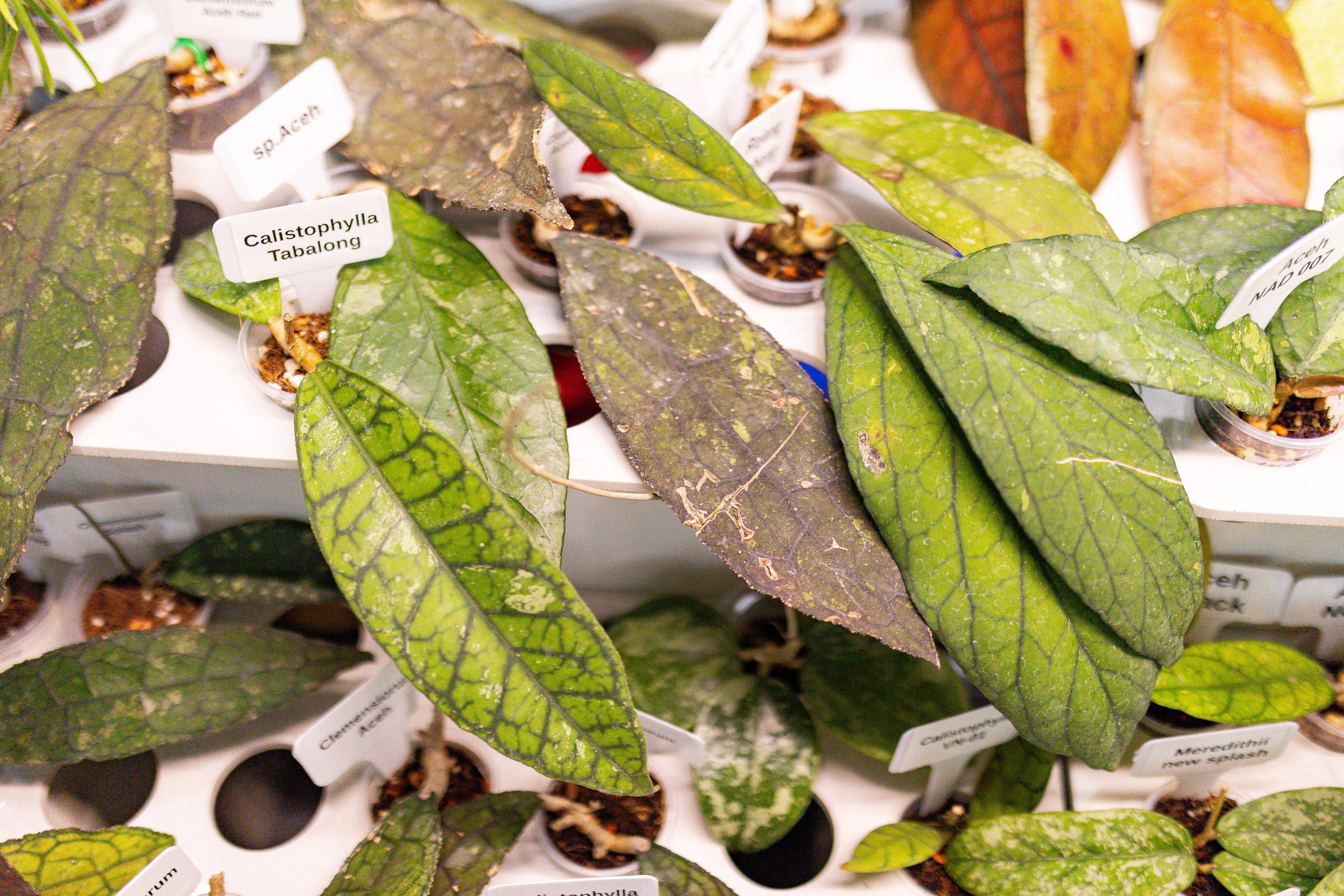 Орхидиум сентябрь 2025. Александра Куликова фотограф, Москва