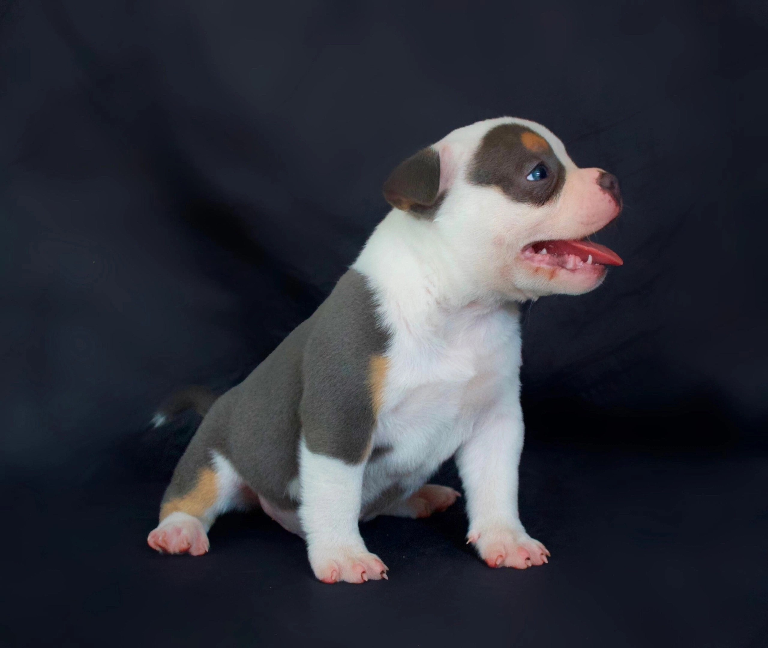 продажа щенков American Bully в Новороссийске