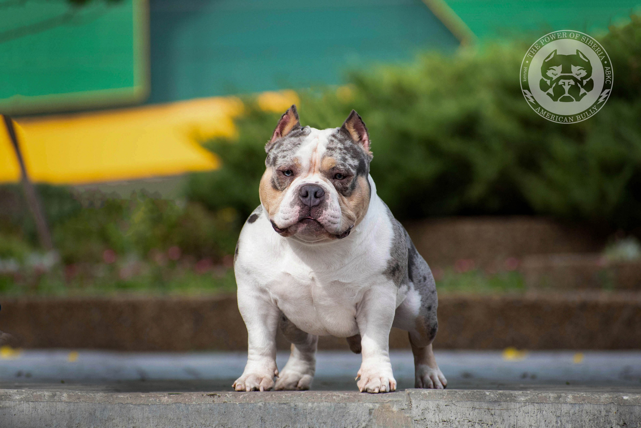 Августовские фотографии Каспера. Американский Булли в г. Ростов-на-Дону. Питомник THE POWER OF SIBERIA