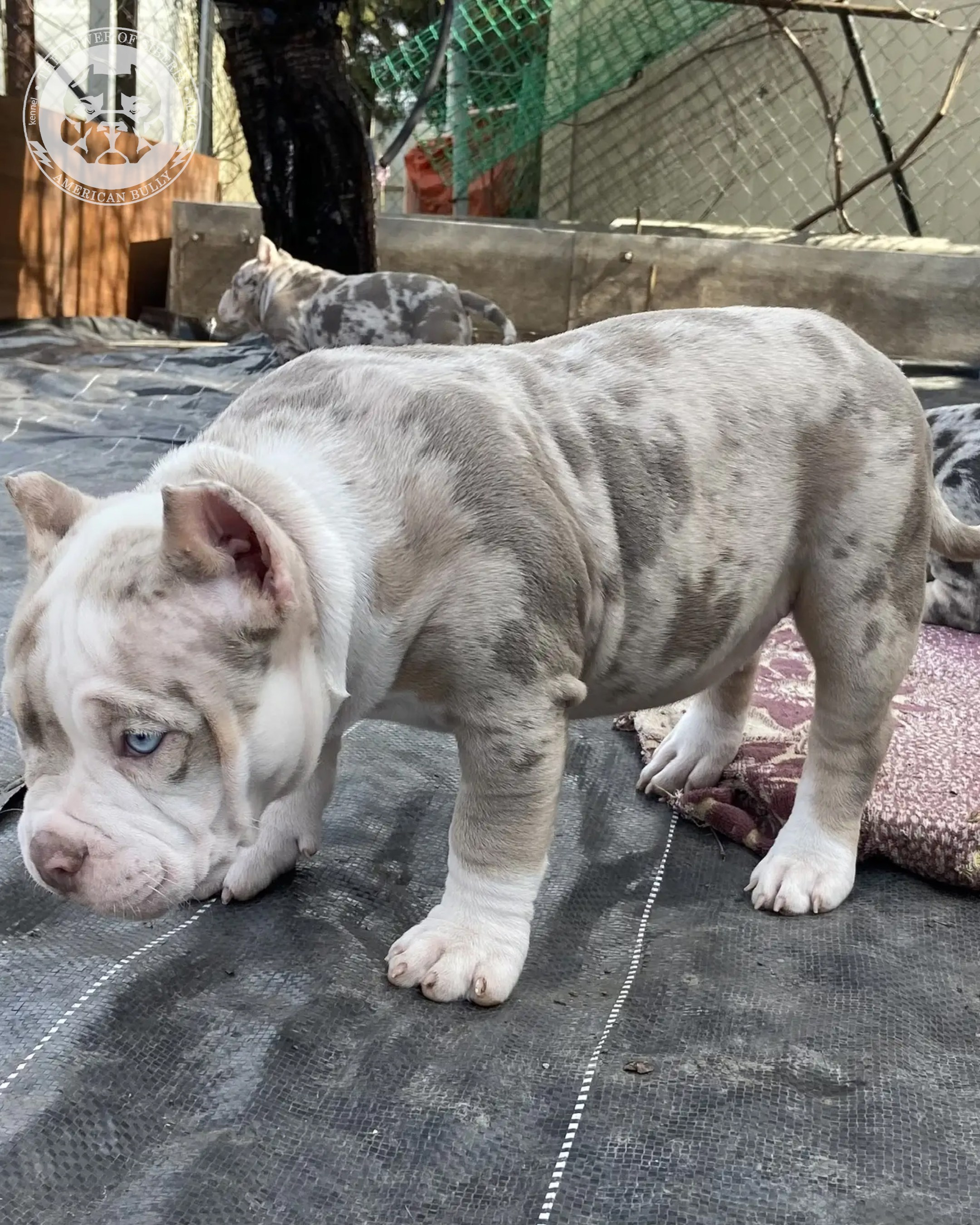 Свободные щенки Американский Булли покет. Американский Булли в г. Ростов-на-Дону. Питомник THE POWER OF SIBERIA